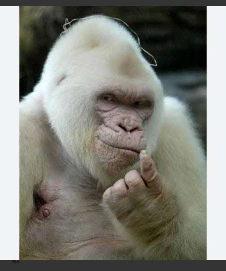 白い動物を貼るトピ