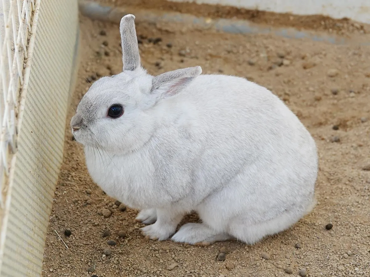 白い動物を貼るトピ