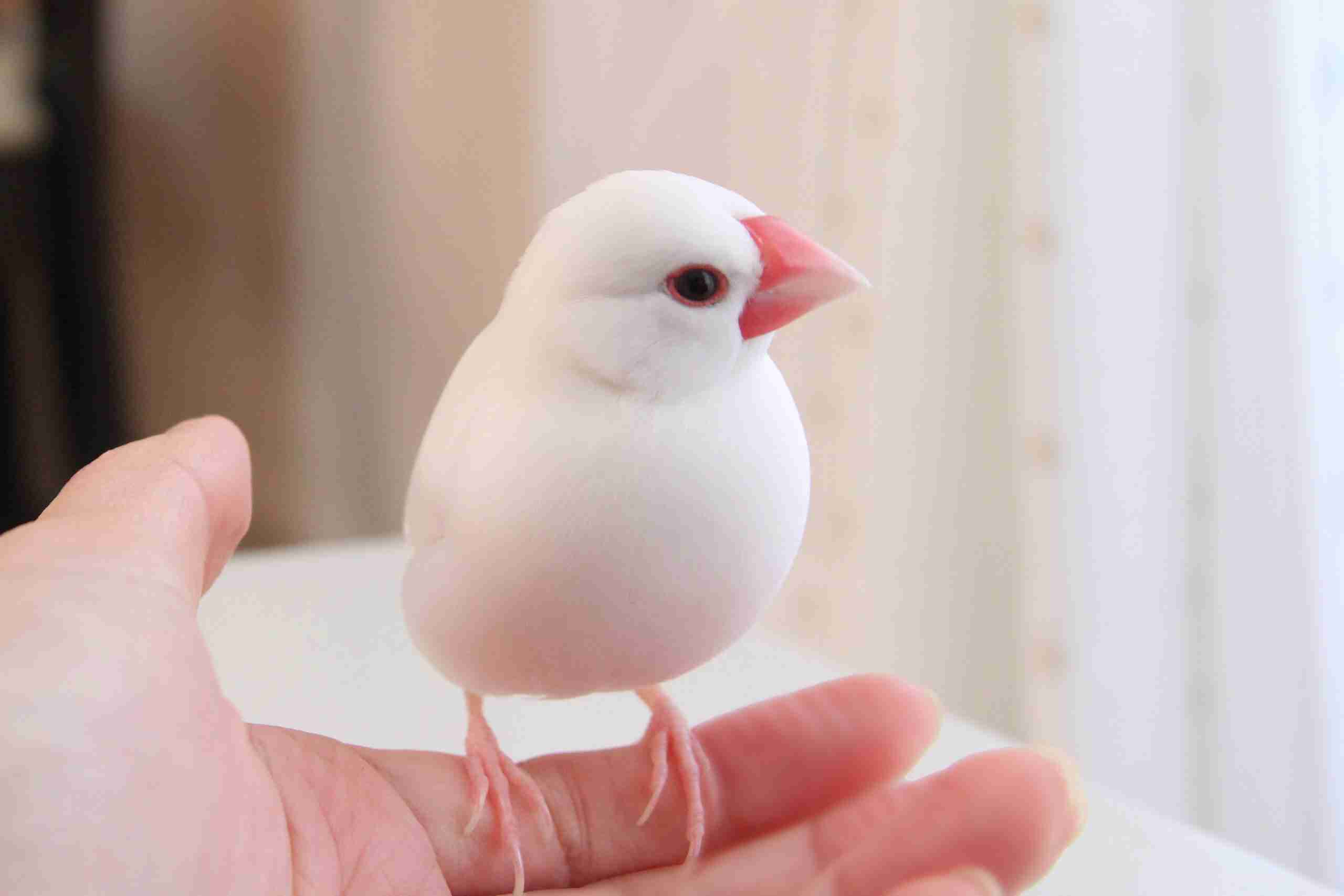 白い動物を貼るトピ