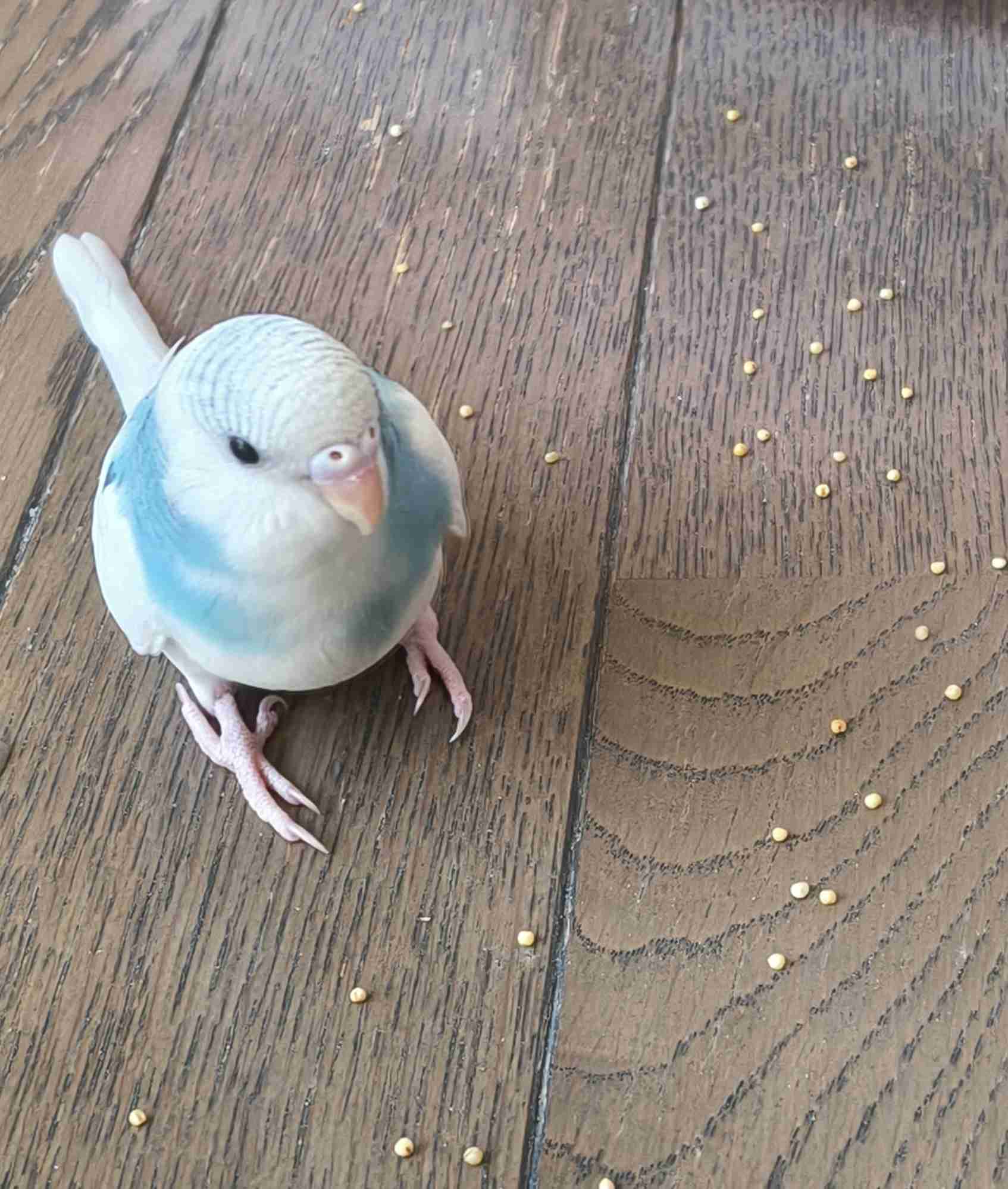 白い動物を貼るトピ