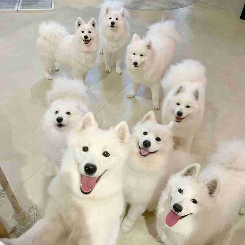 白い動物を貼るトピ
