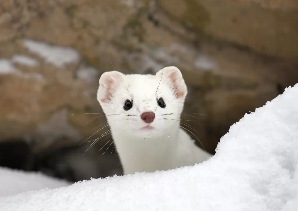 白い動物を貼るトピ