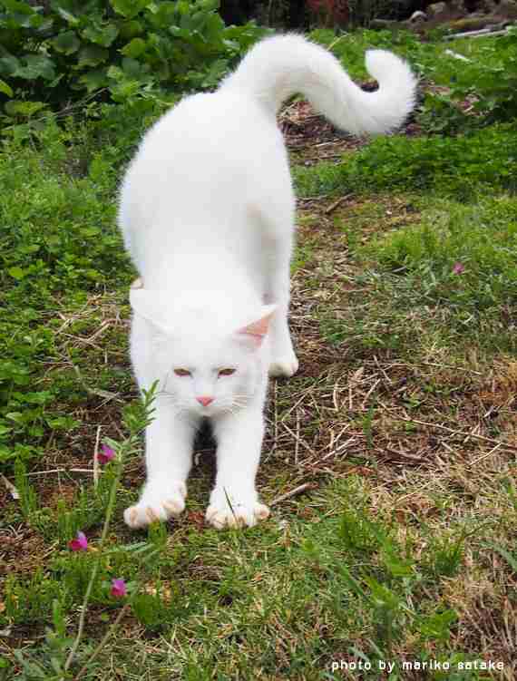 白い動物を貼るトピ