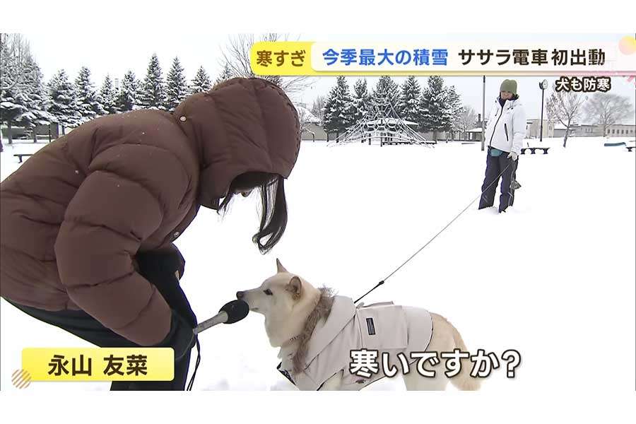 白い動物を貼るトピ