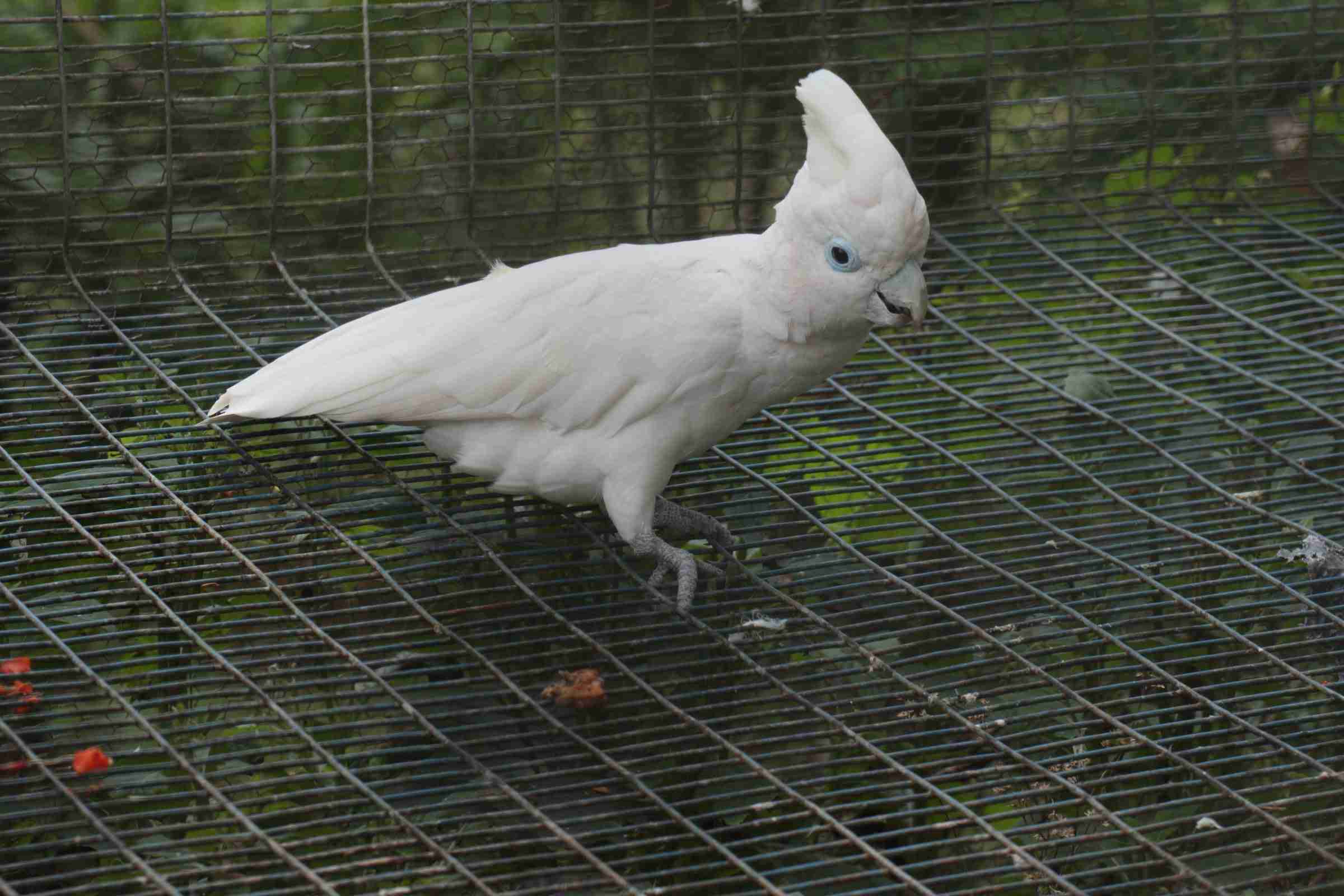 白い動物を貼るトピ