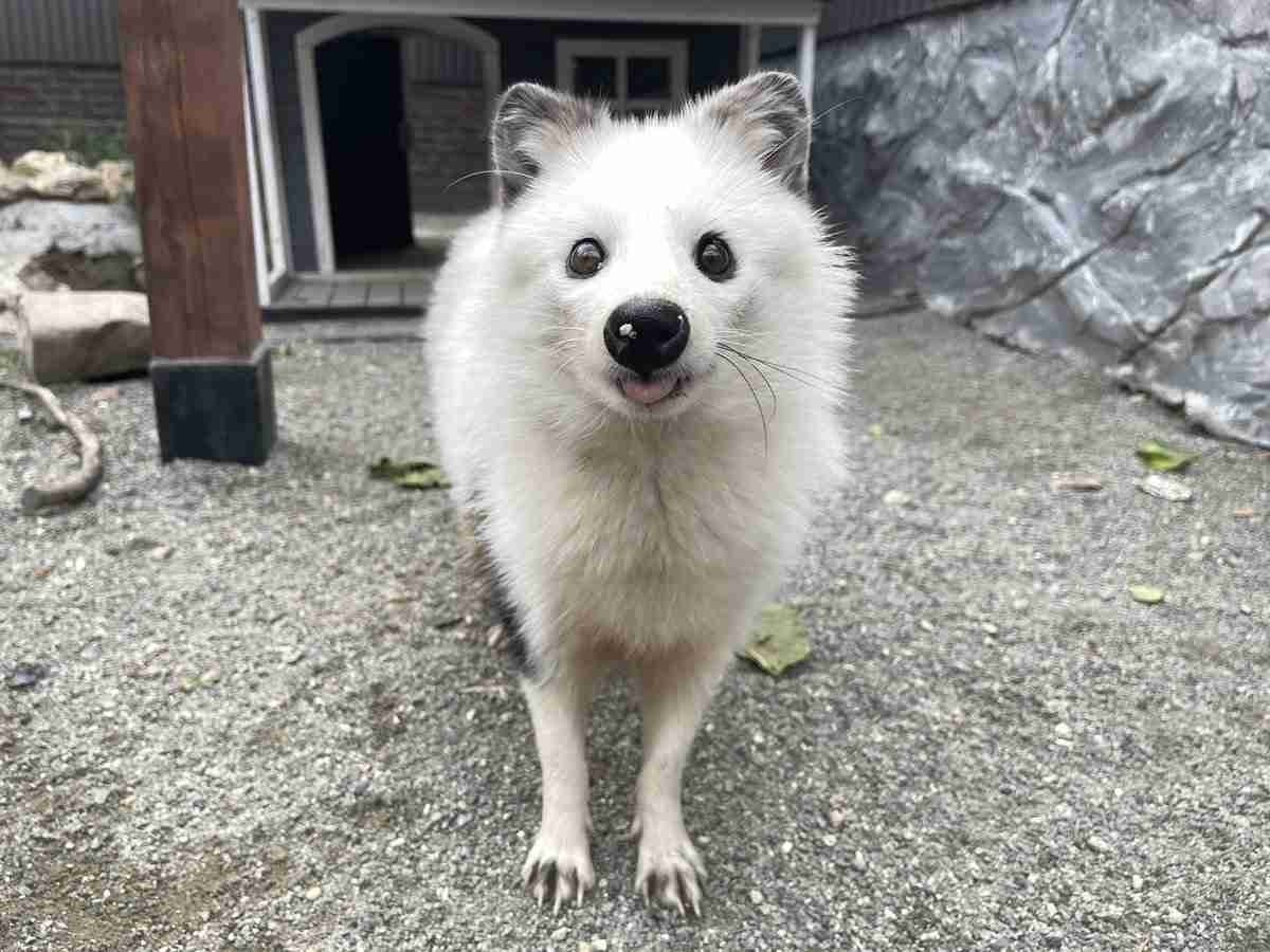 白い動物を貼るトピ