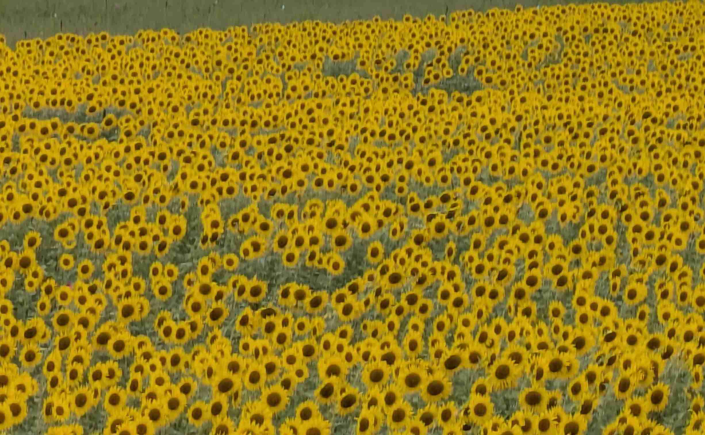 【閲覧注意】色んな集合体の画像を集めようPart7