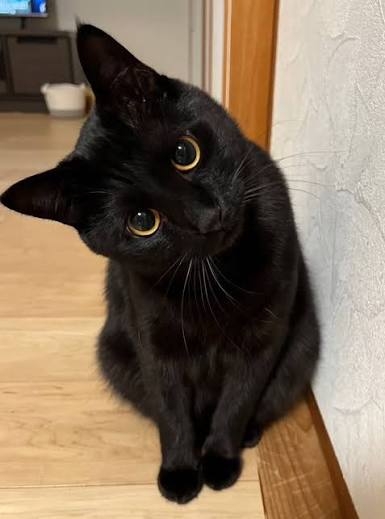 黒猫が好きな人、集合!!(飼ってる人も)Part.2