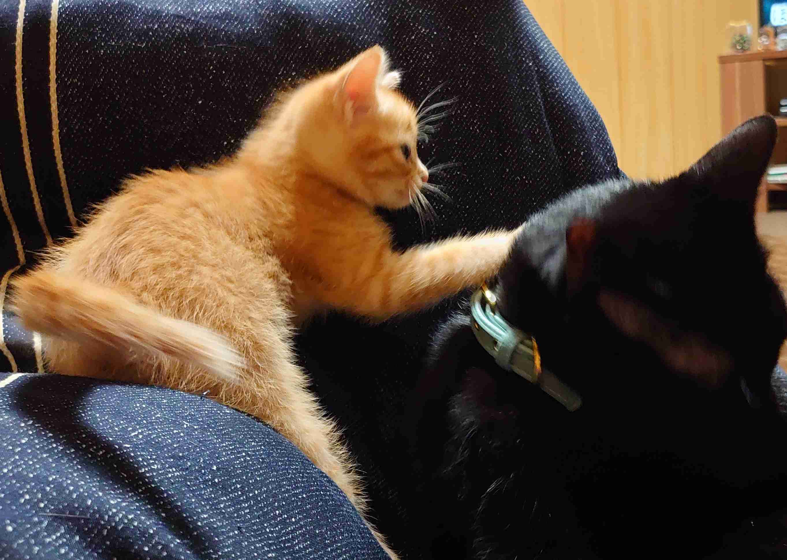 黒猫が好きな人、集合!!(飼ってる人も)Part.2