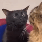 黒猫が好きな人、集合!!(飼ってる人も)Part.2