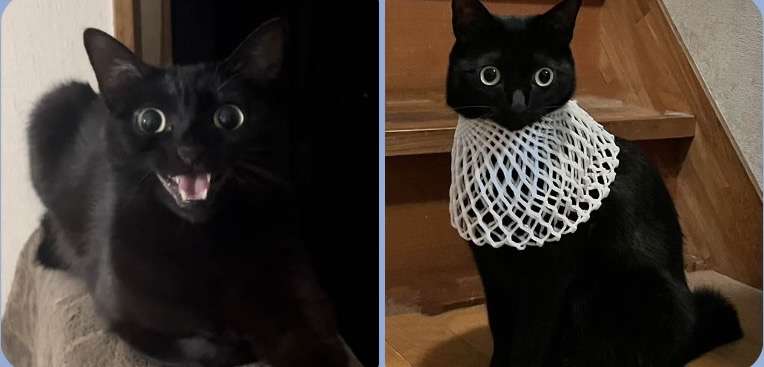 黒猫が好きな人、集合!!(飼ってる人も)Part.2