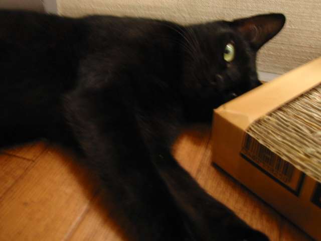 黒猫が好きな人、集合!!(飼ってる人も)Part.2