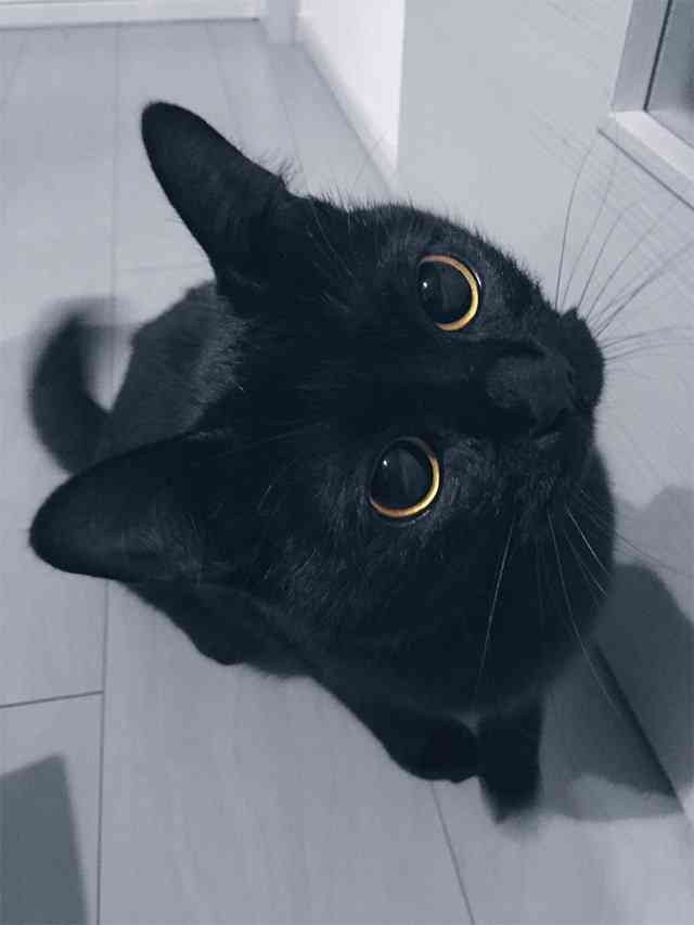 黒猫が好きな人、集合!!(飼ってる人も)Part.2