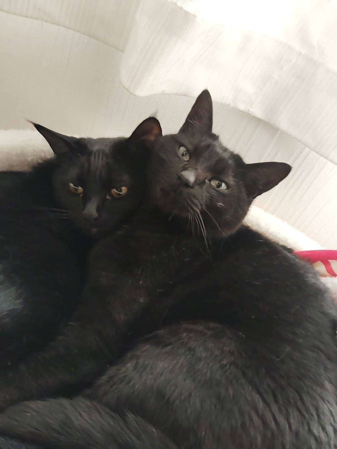 黒猫が好きな人、集合!!(飼ってる人も)Part.2