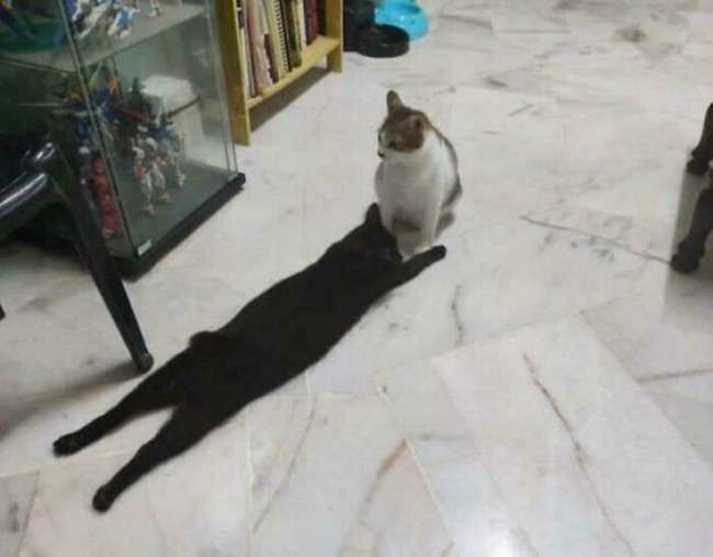 黒猫が好きな人、集合!!(飼ってる人も)Part.2