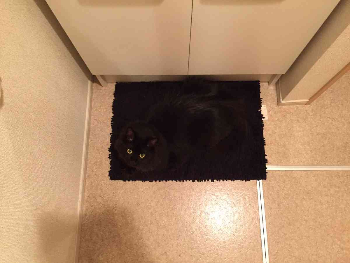 黒猫が好きな人、集合!!(飼ってる人も)Part.2