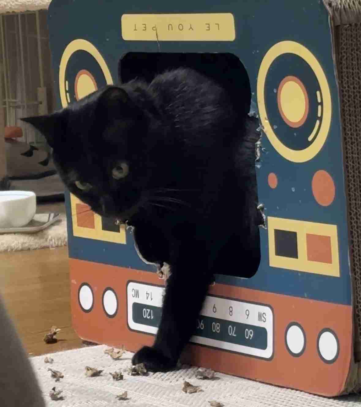 黒猫が好きな人、集合!!(飼ってる人も)Part.2