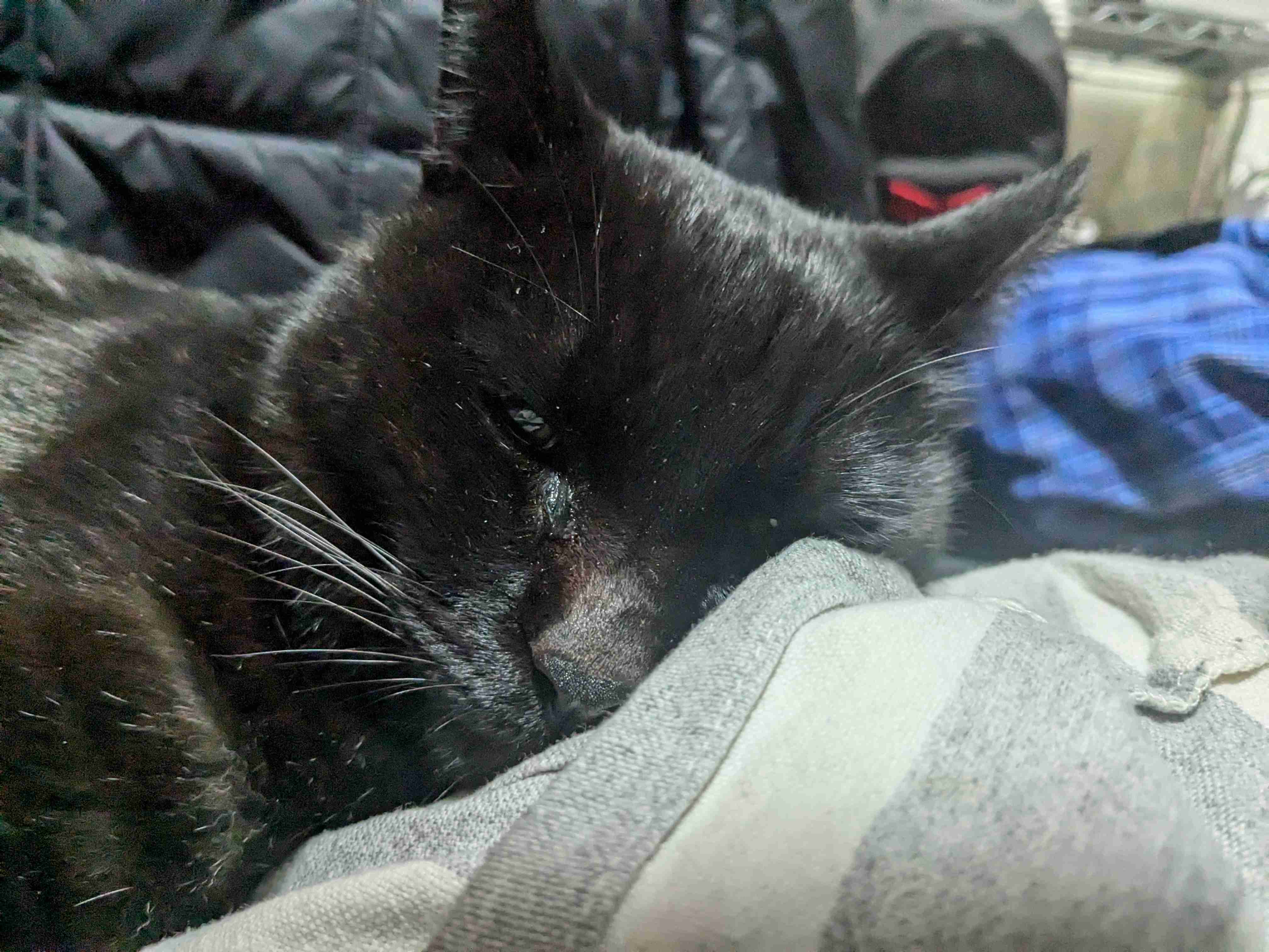 黒猫が好きな人、集合!!(飼ってる人も)Part.2
