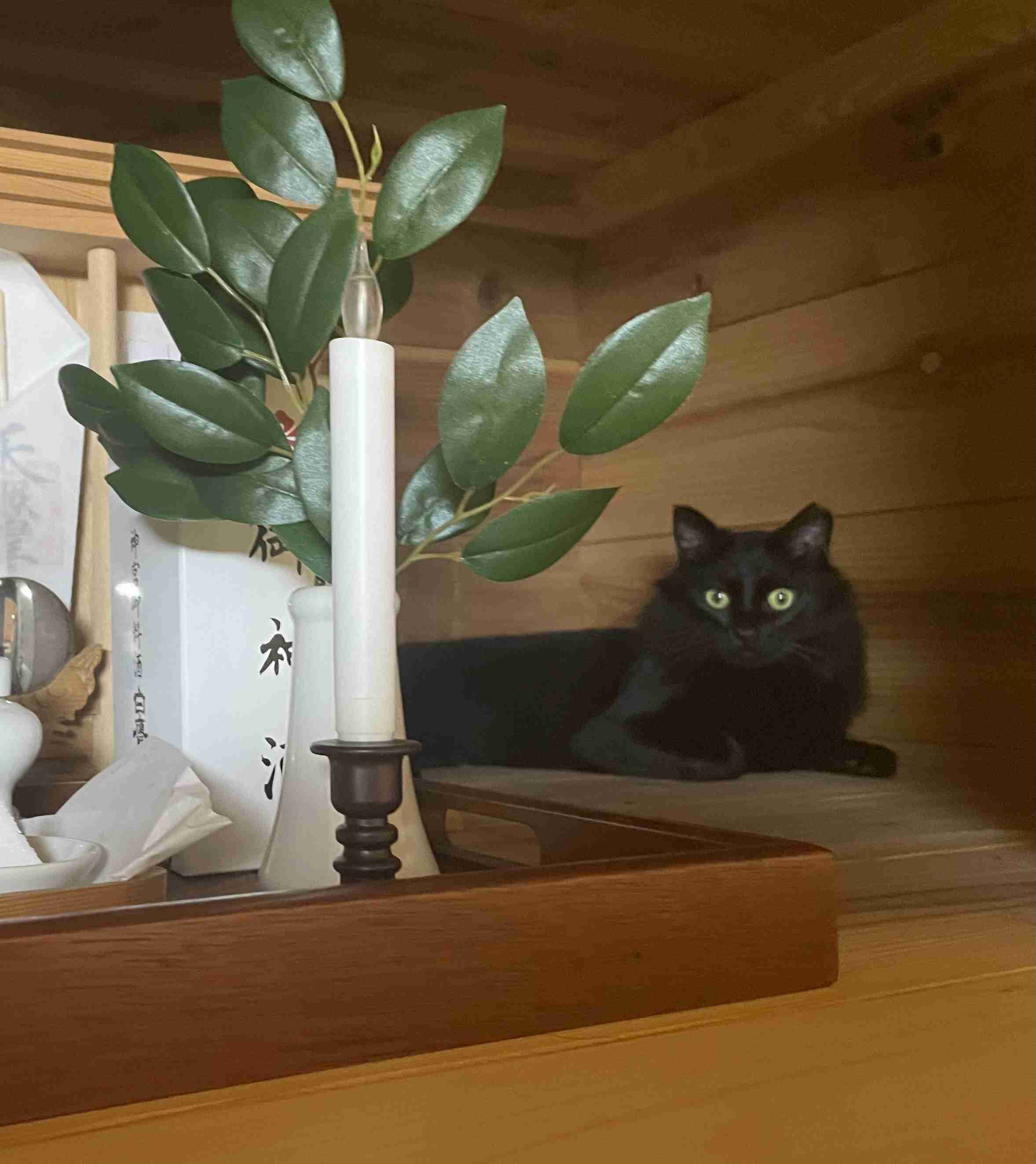 黒猫が好きな人、集合!!(飼ってる人も)Part.2