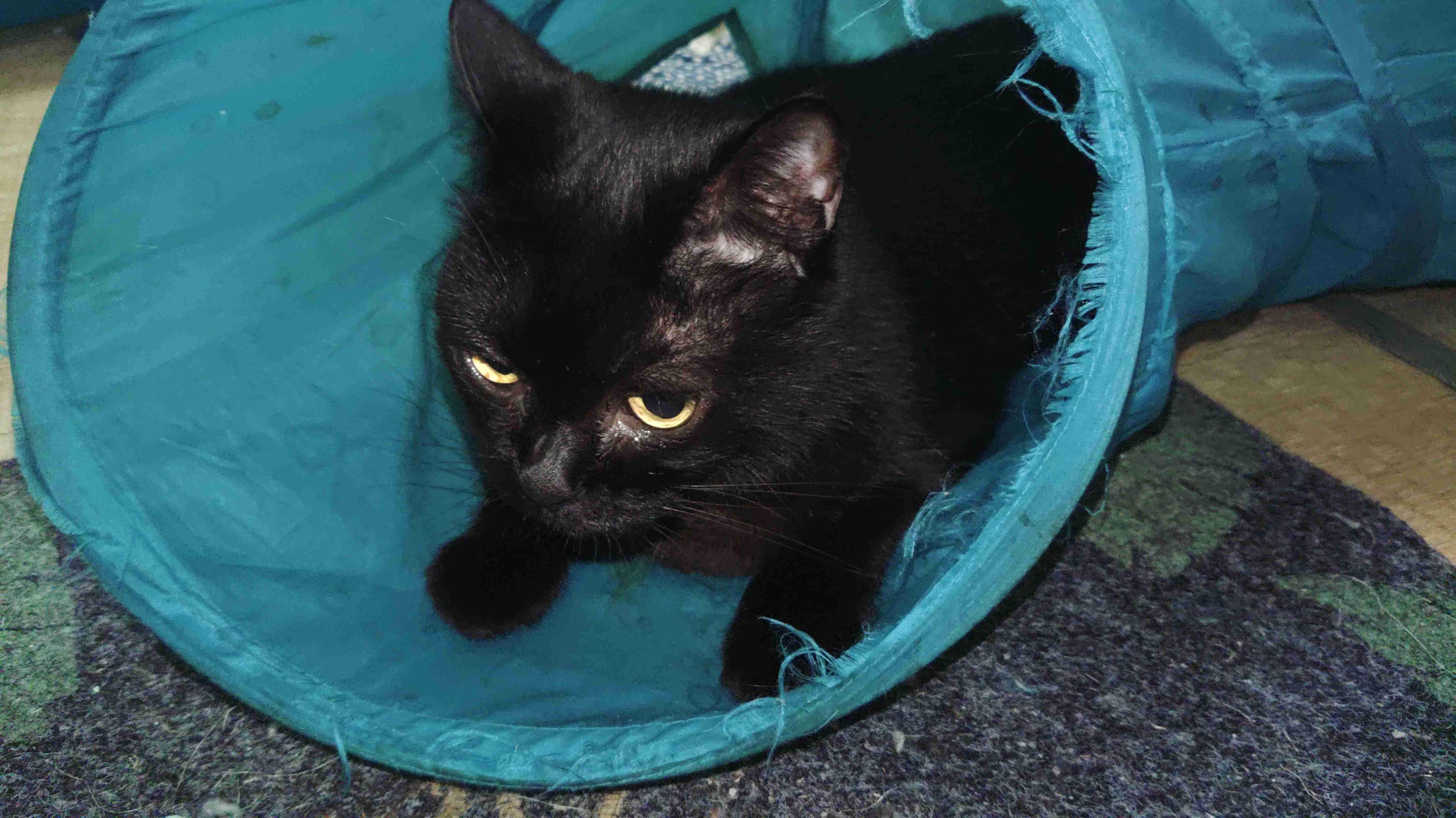 黒猫が好きな人、集合!!(飼ってる人も)Part.2