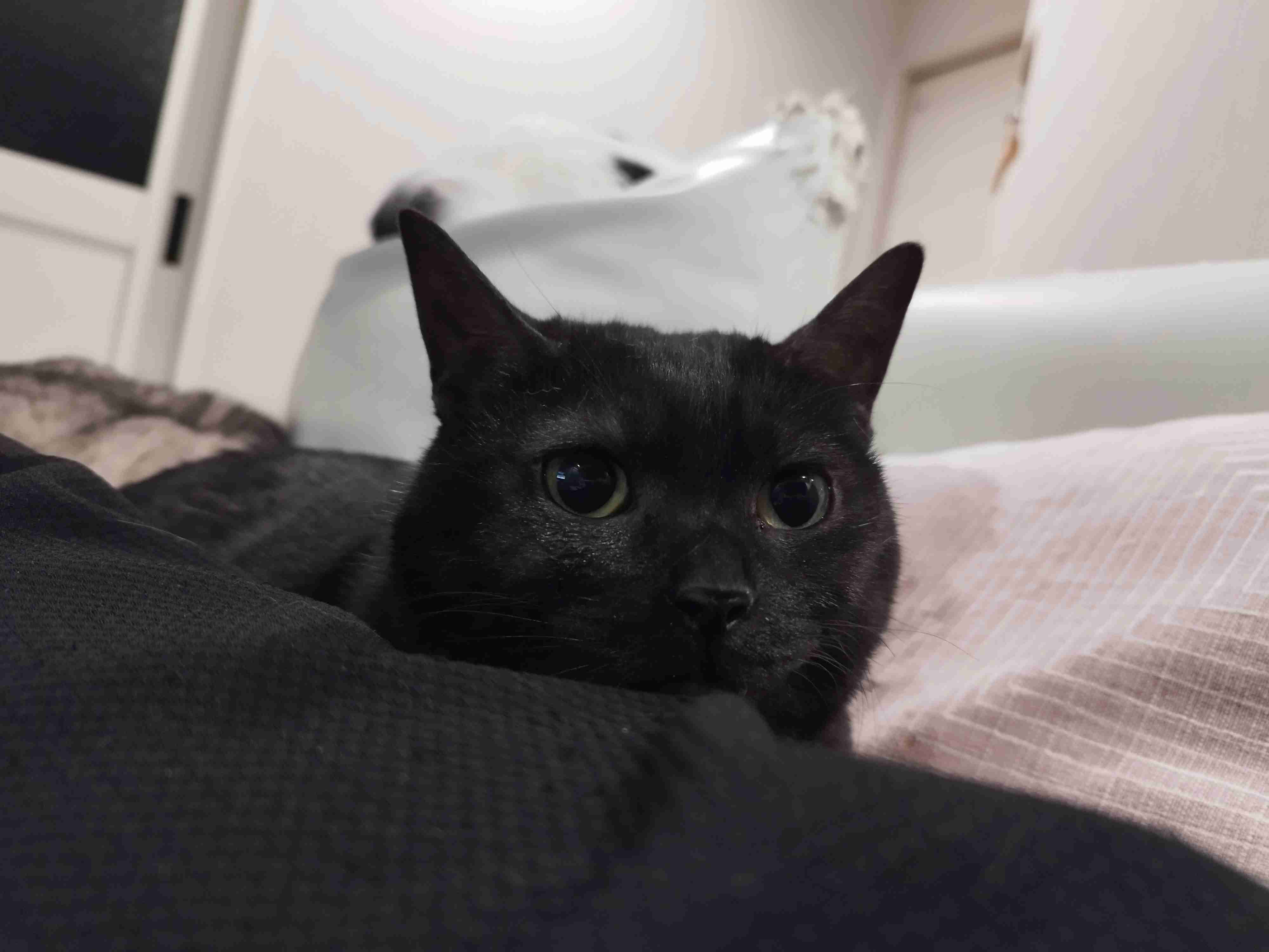 黒猫が好きな人、集合!!(飼ってる人も)Part.2