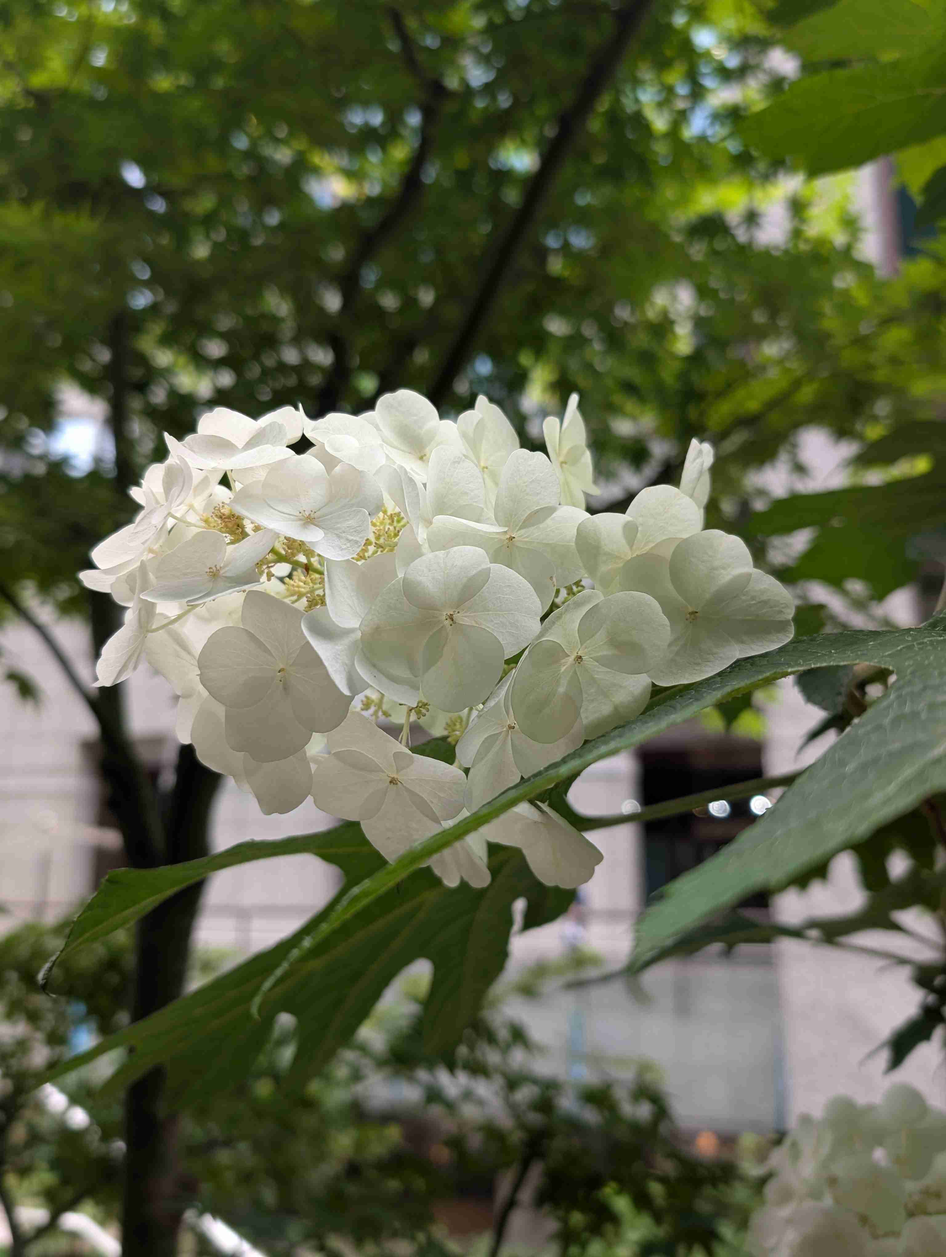 紫陽花