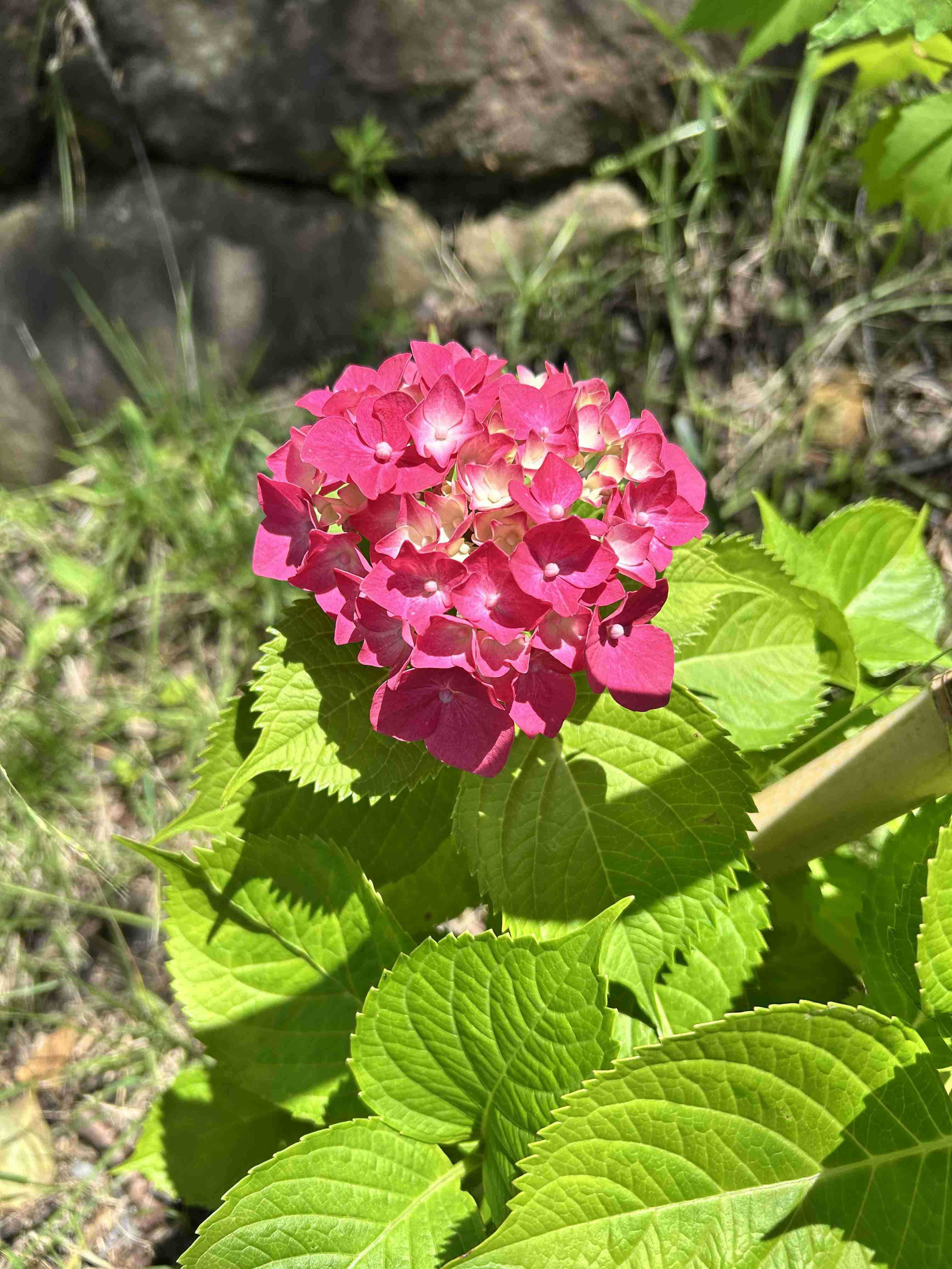 紫陽花