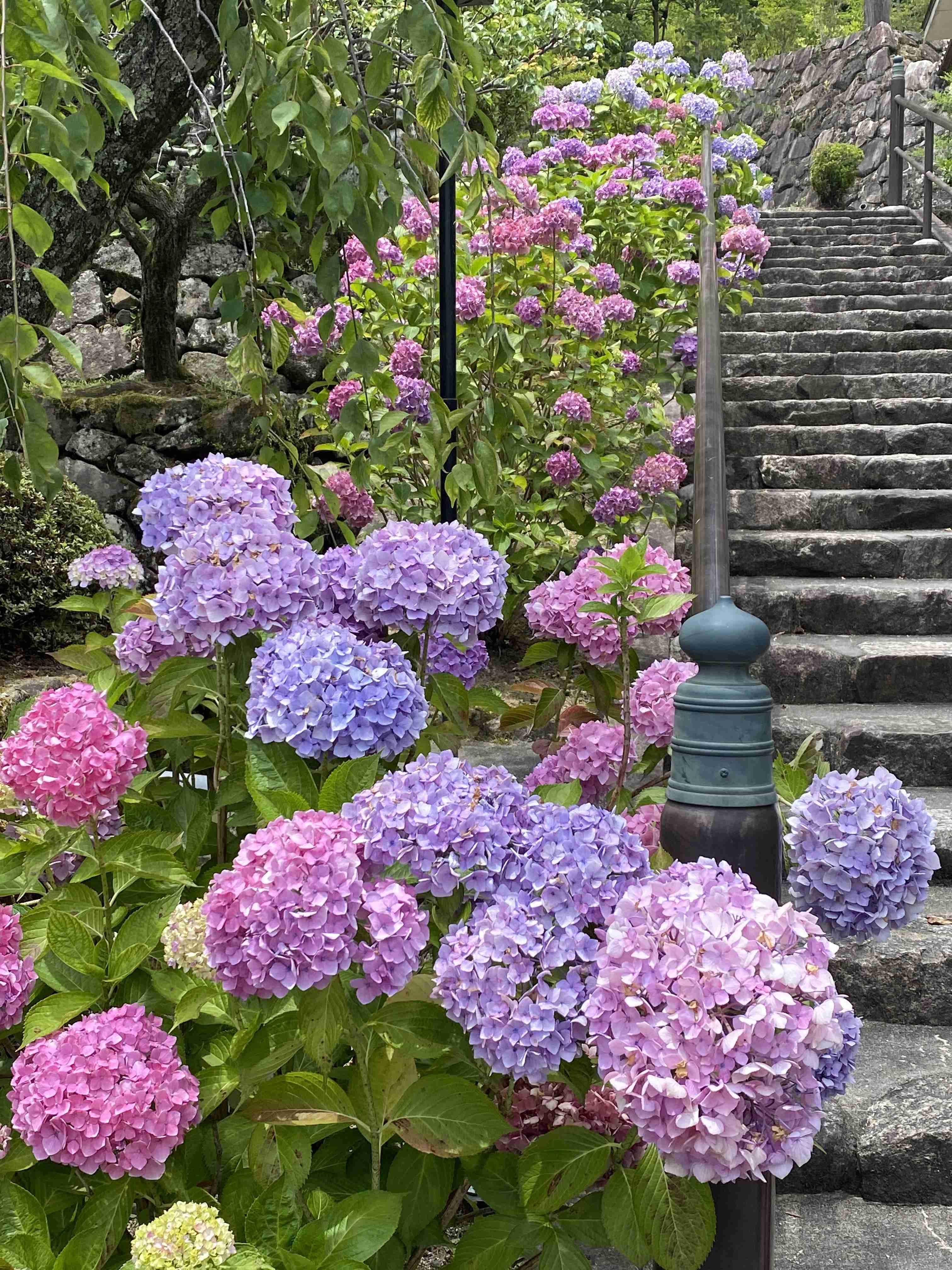 紫陽花