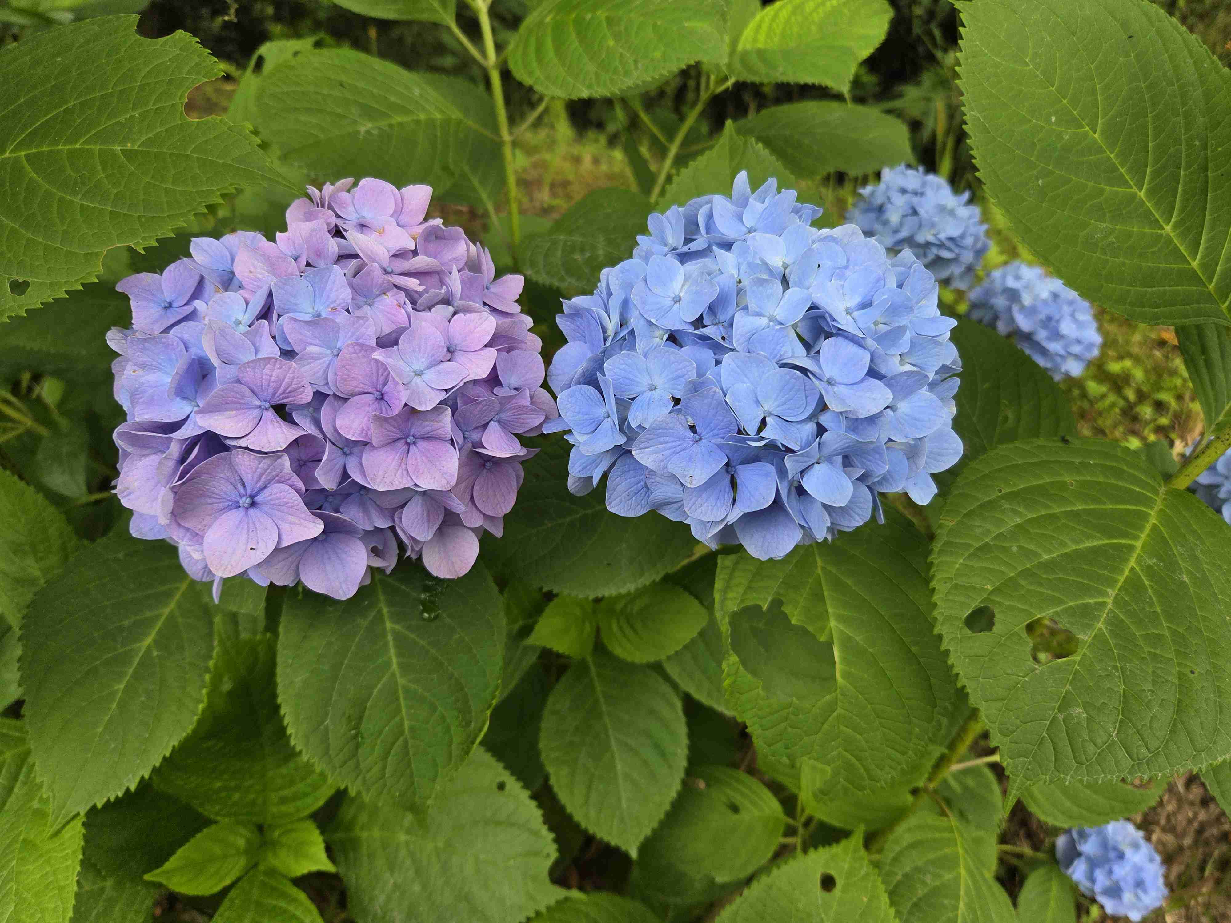 紫陽花