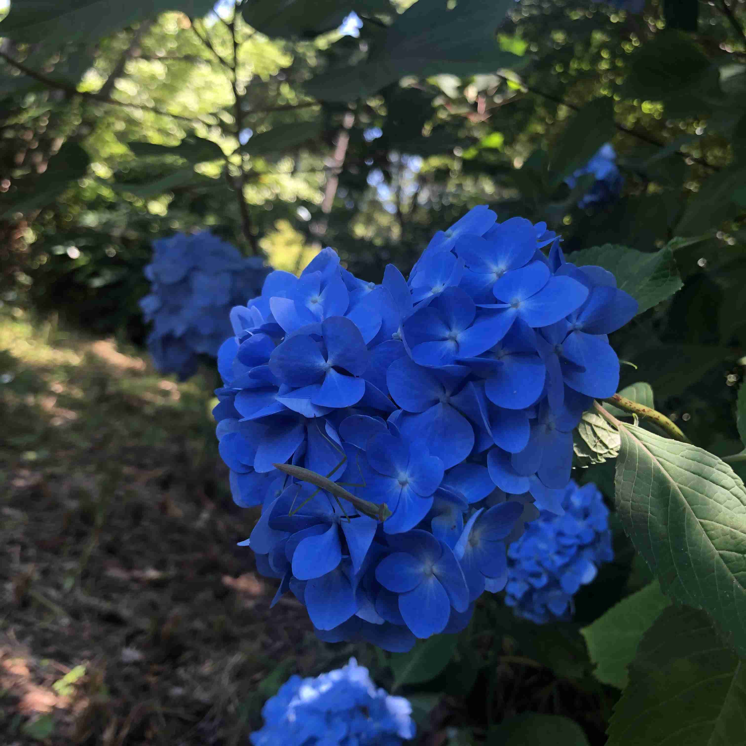 紫陽花