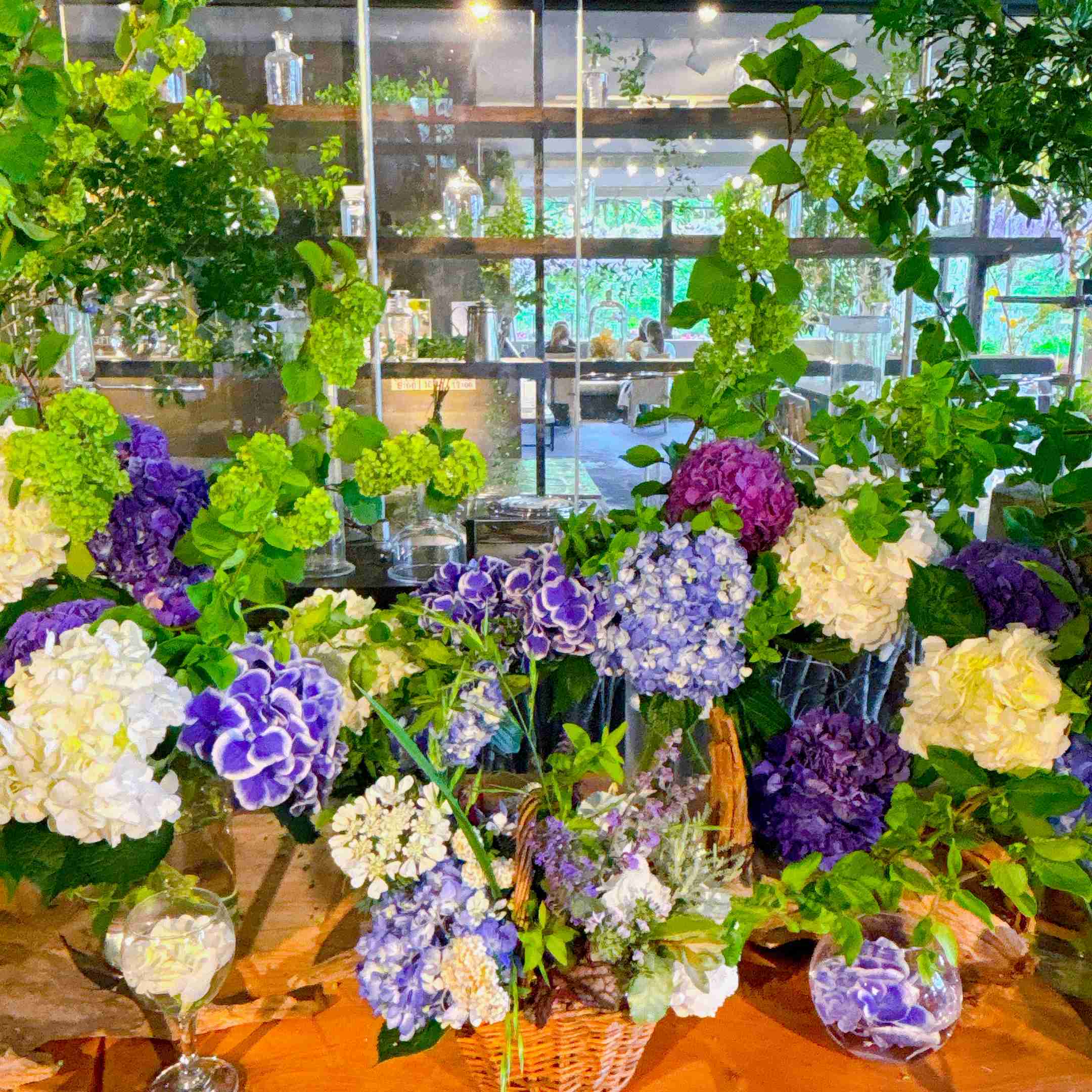 紫陽花