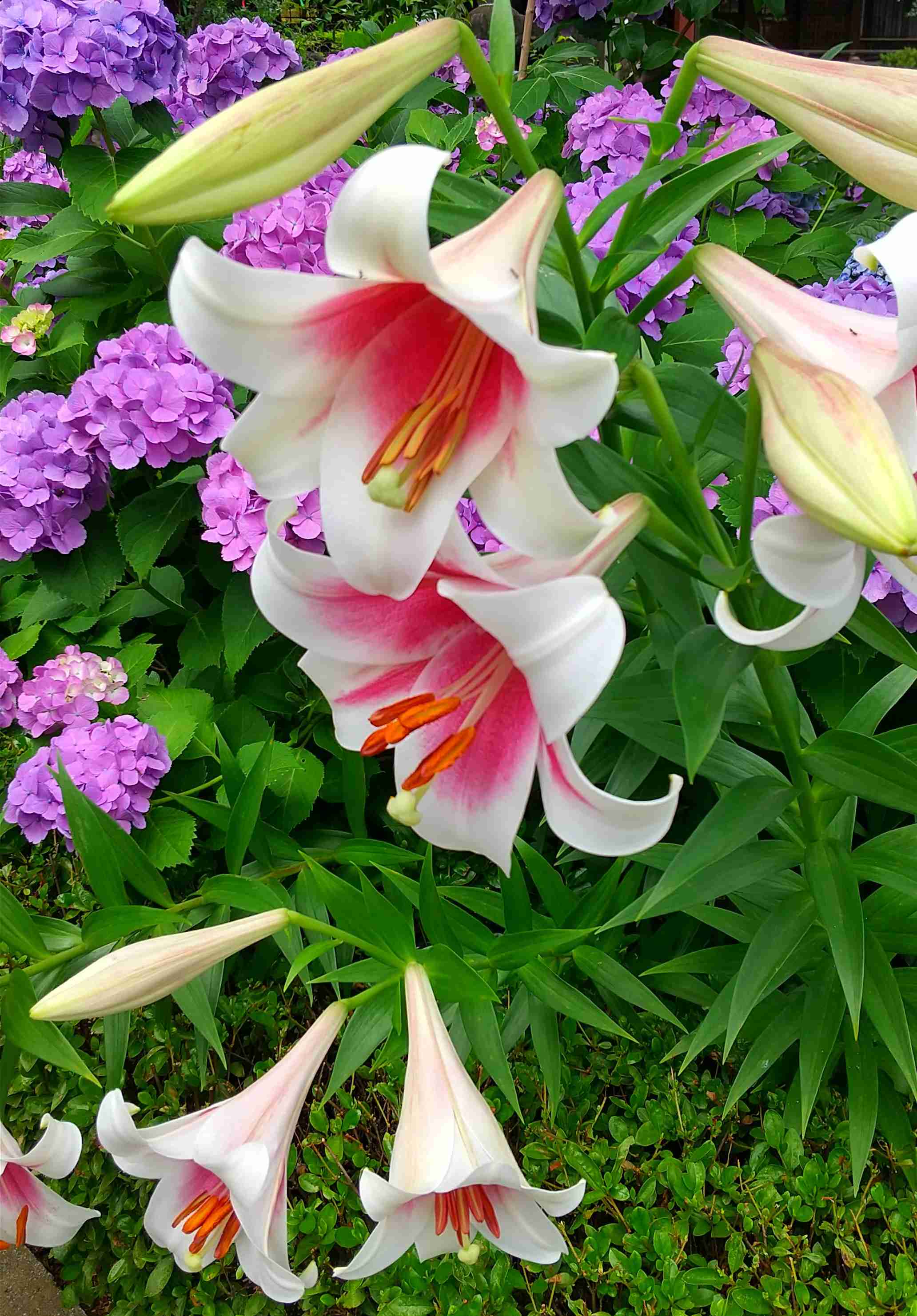 紫陽花