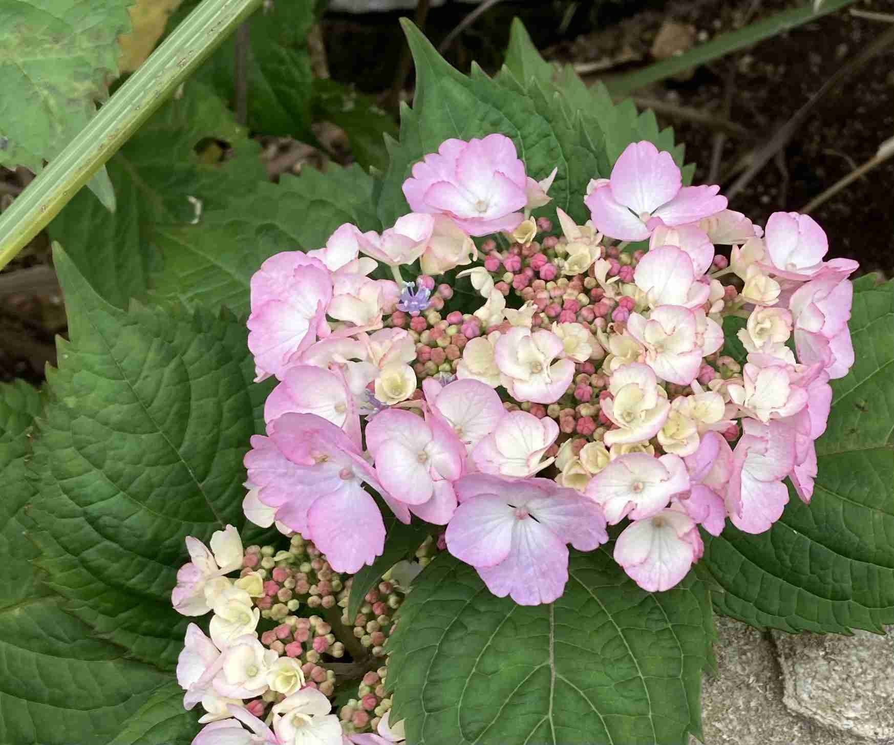 紫陽花