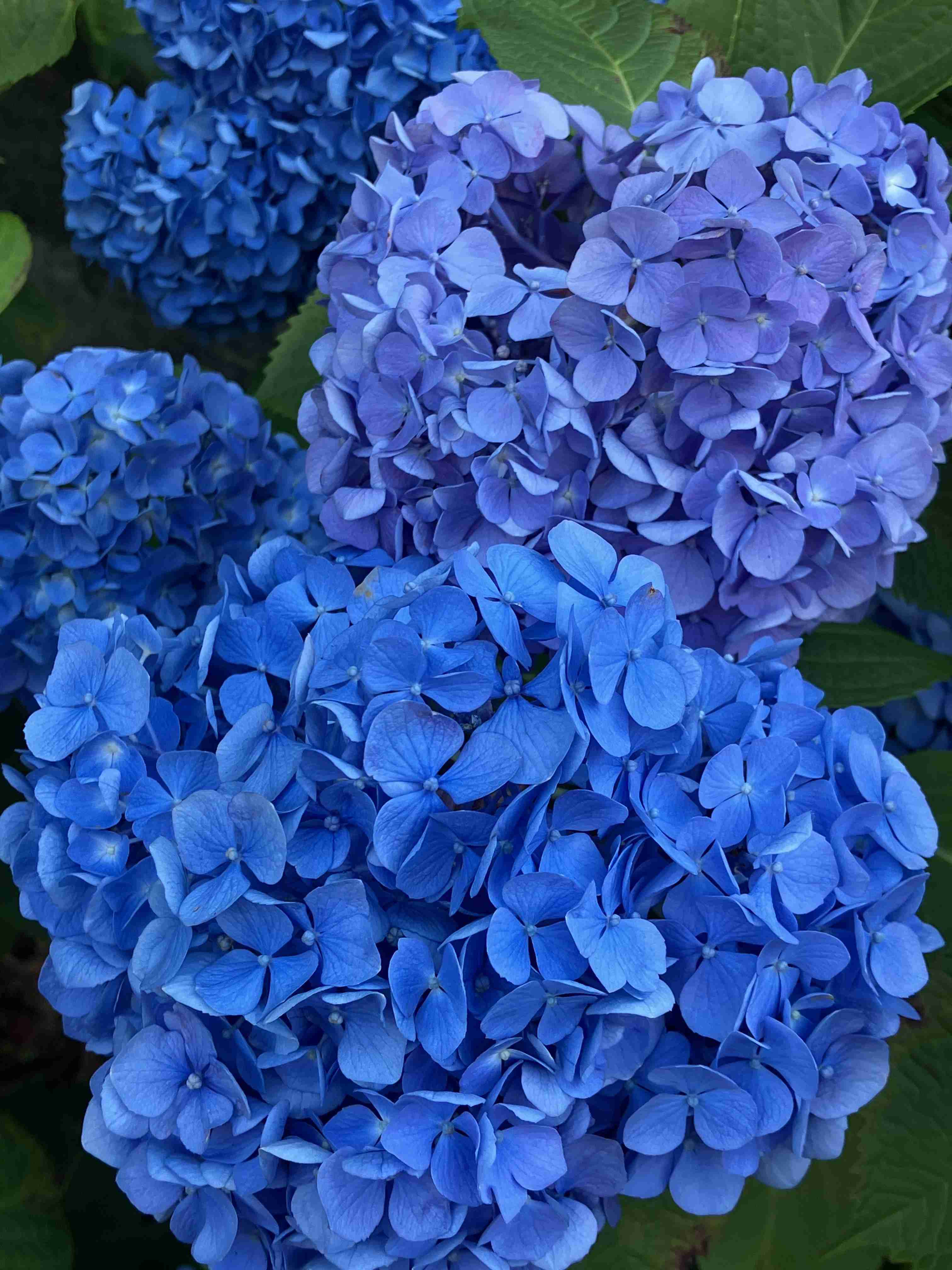 紫陽花