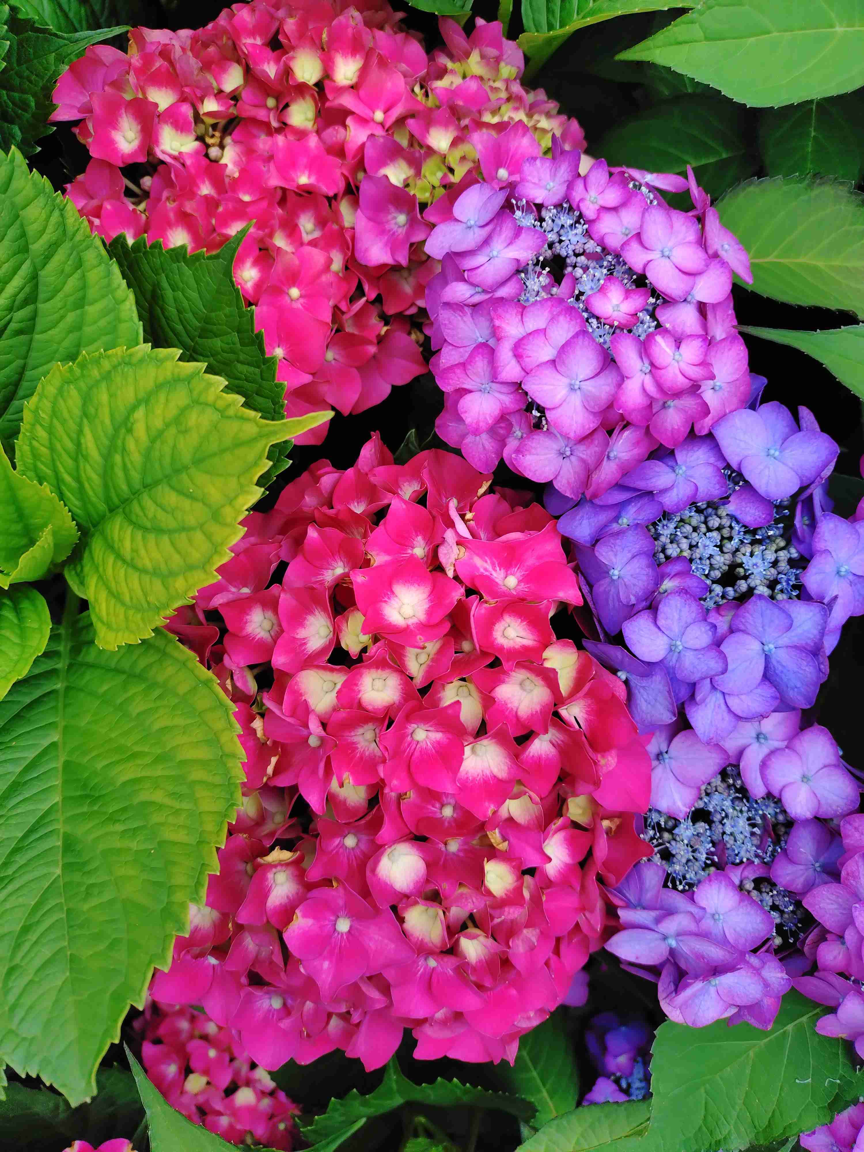 紫陽花