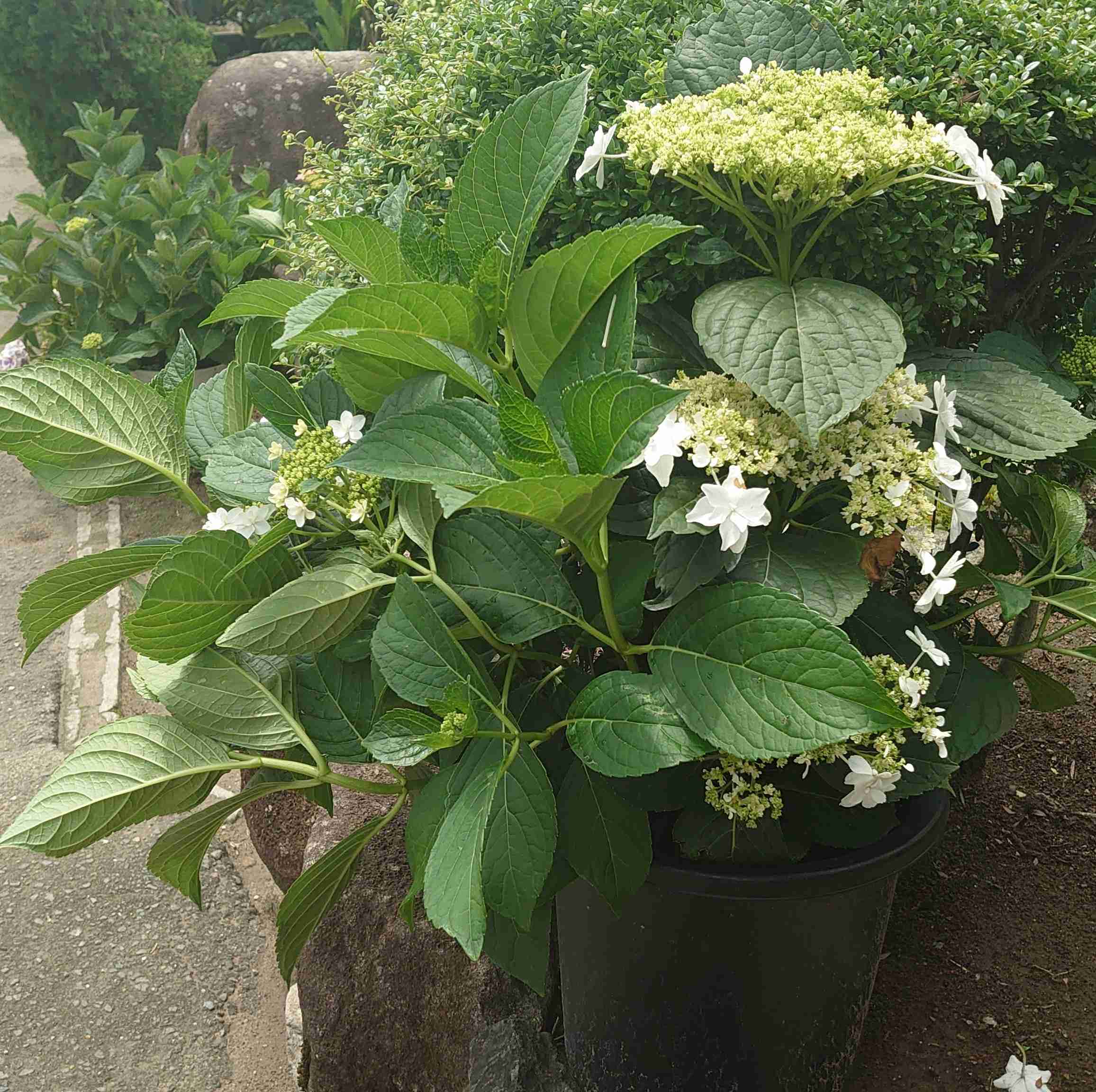 紫陽花