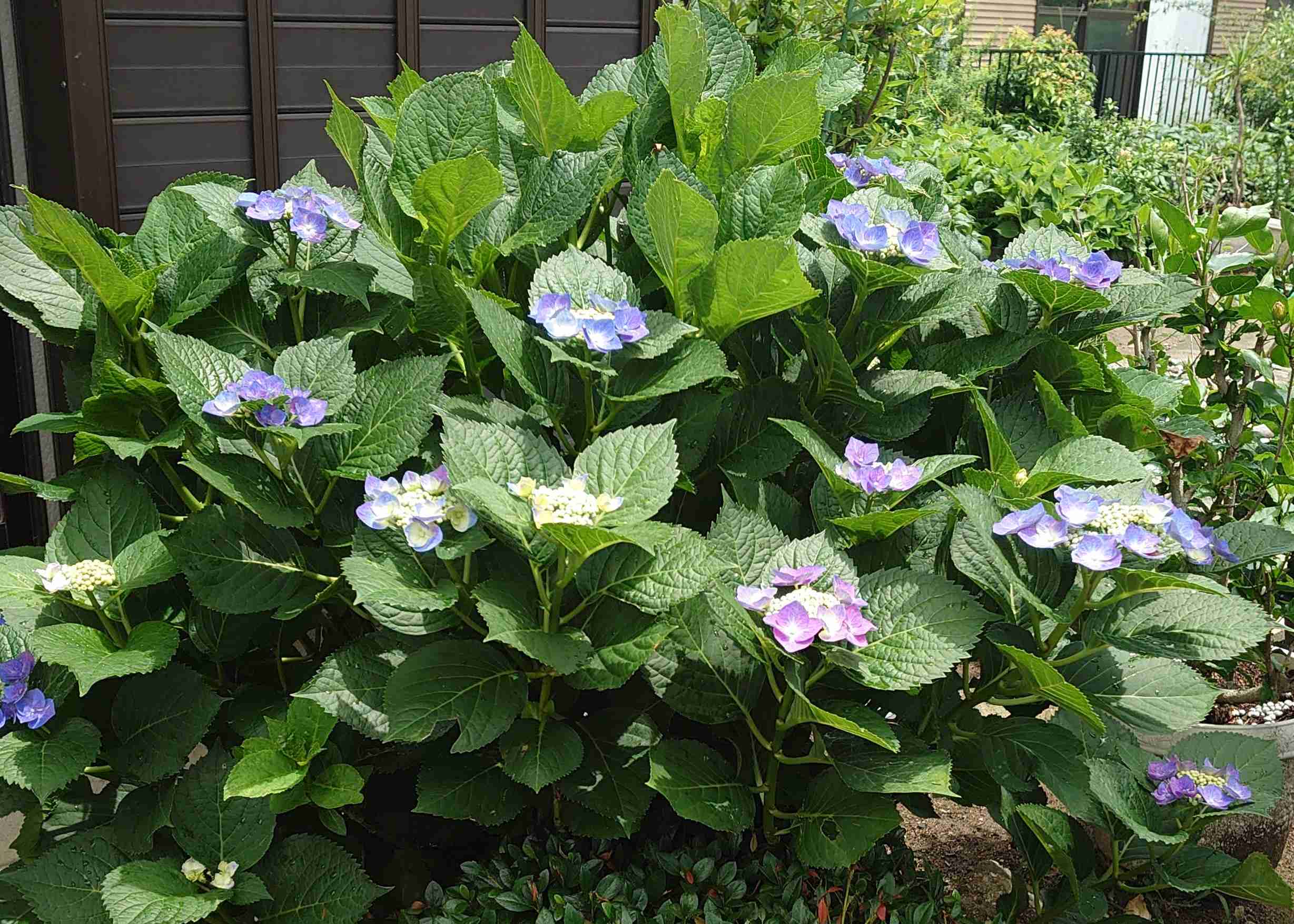 紫陽花