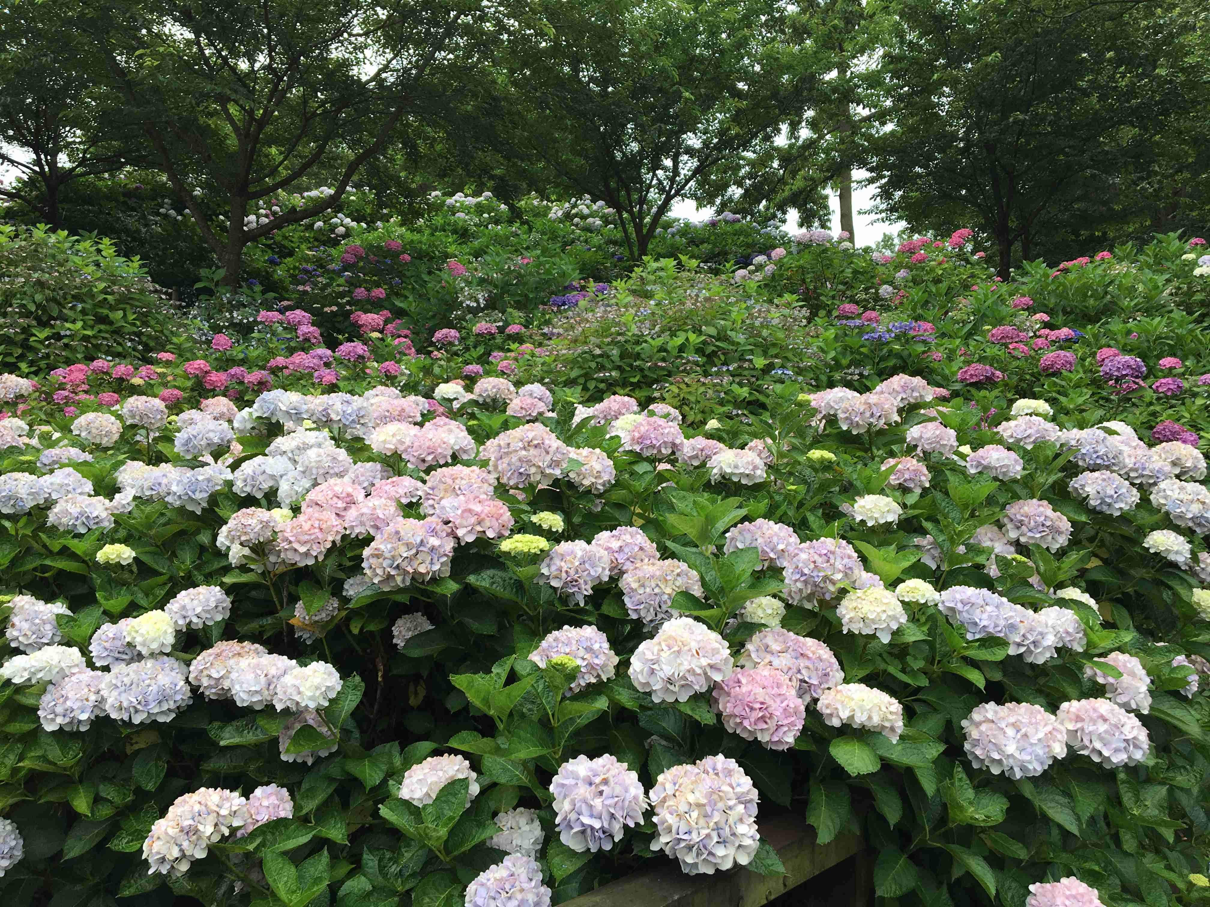 紫陽花