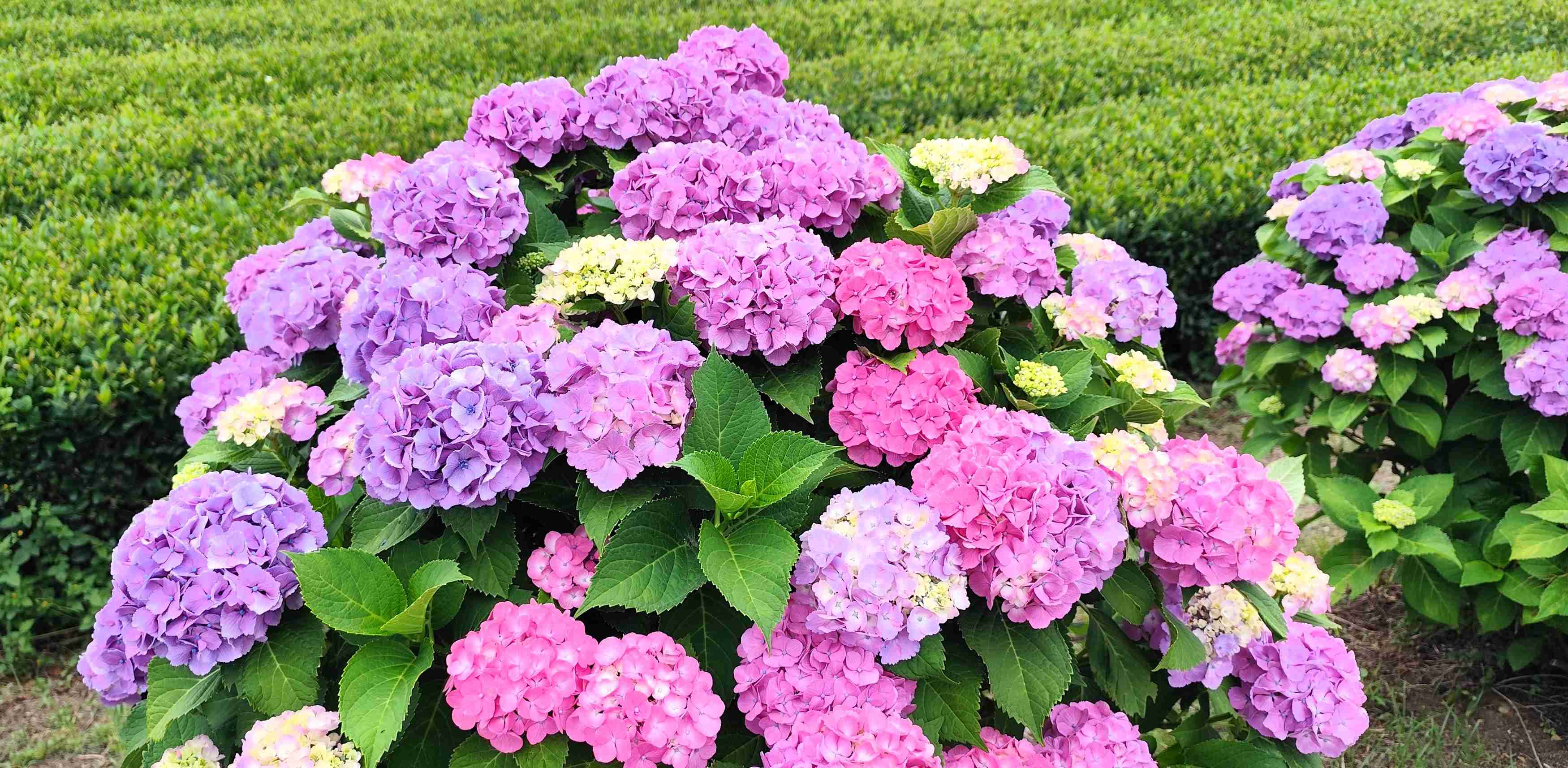 紫陽花