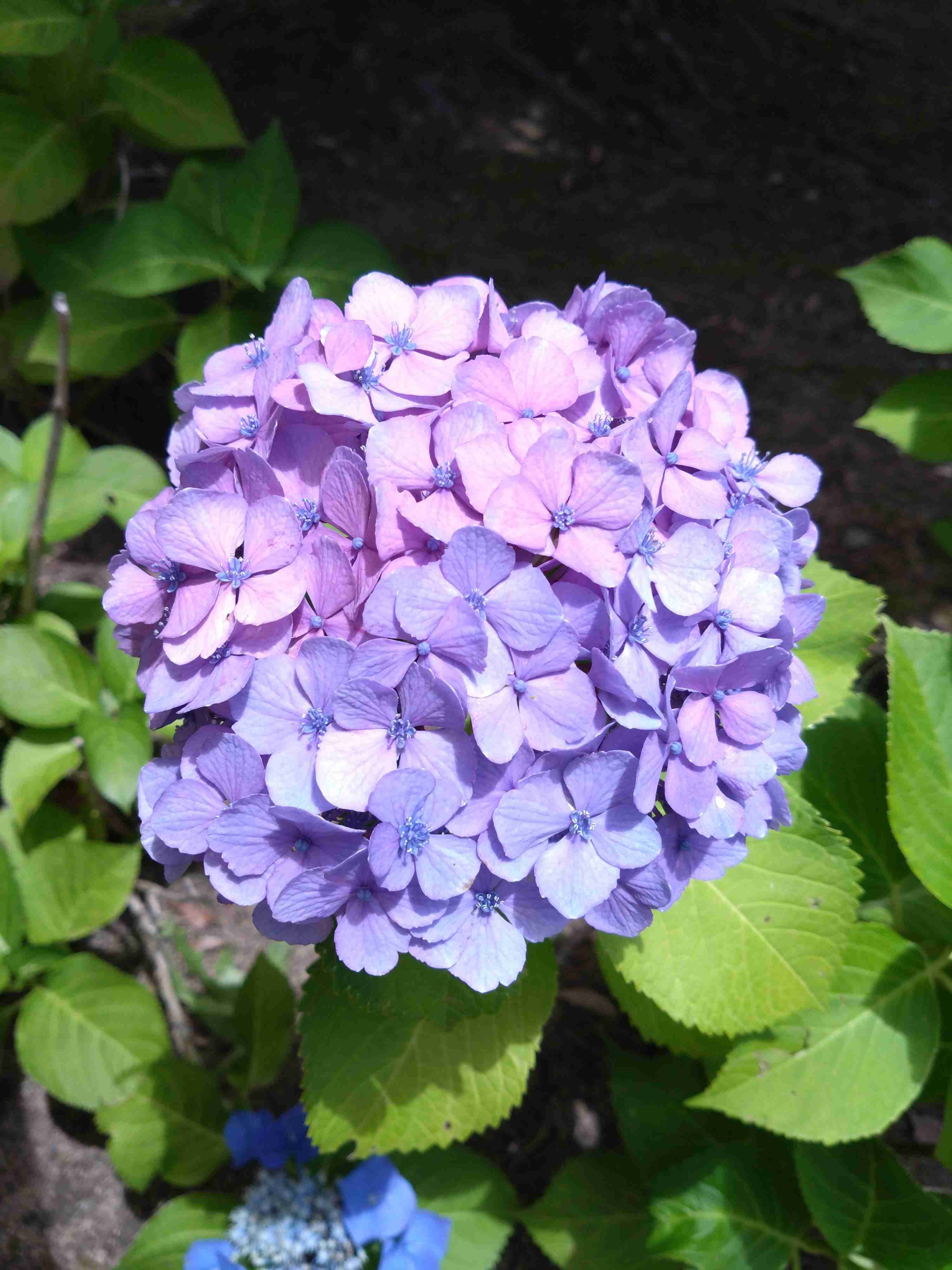 紫陽花