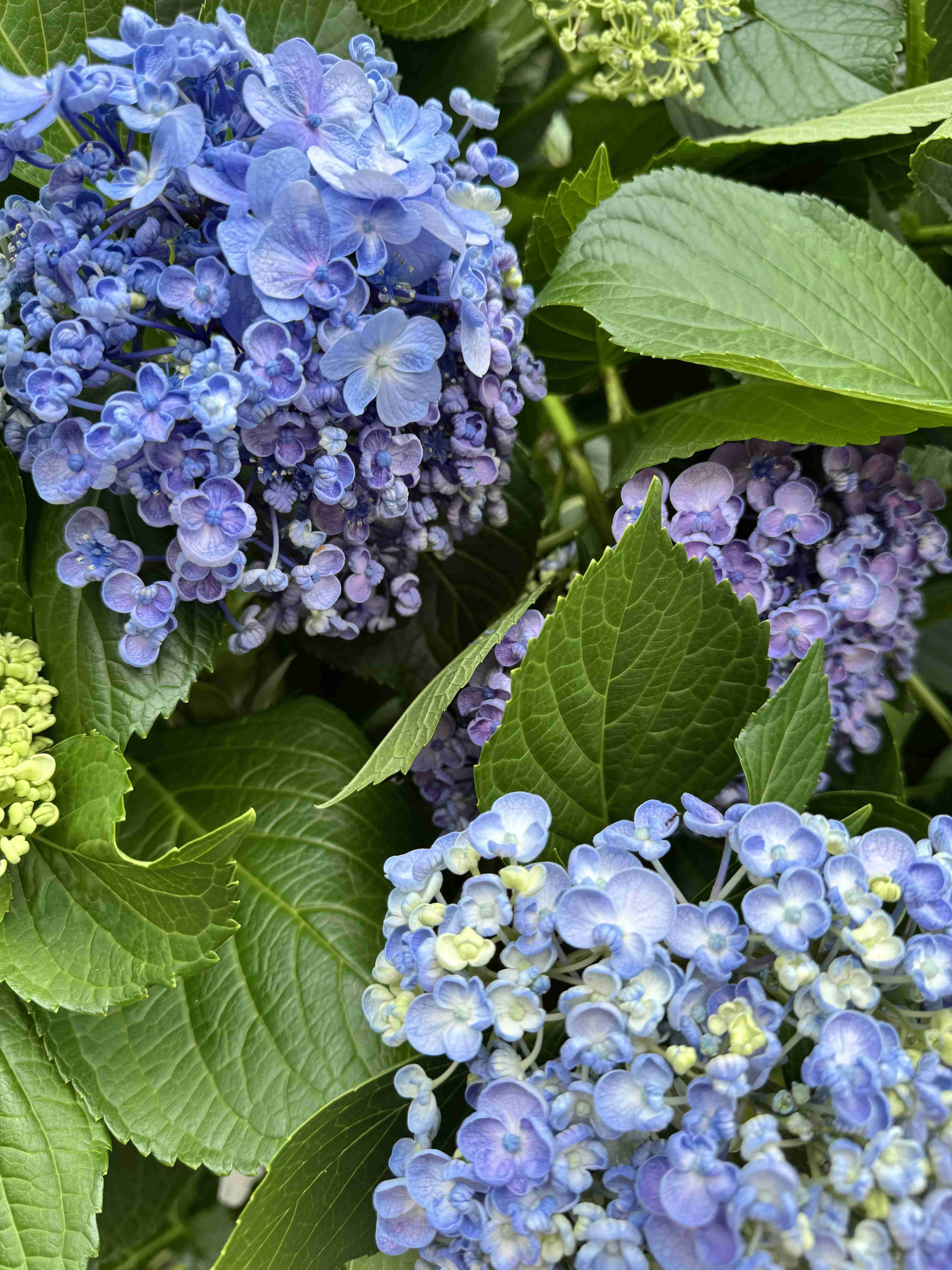 紫陽花