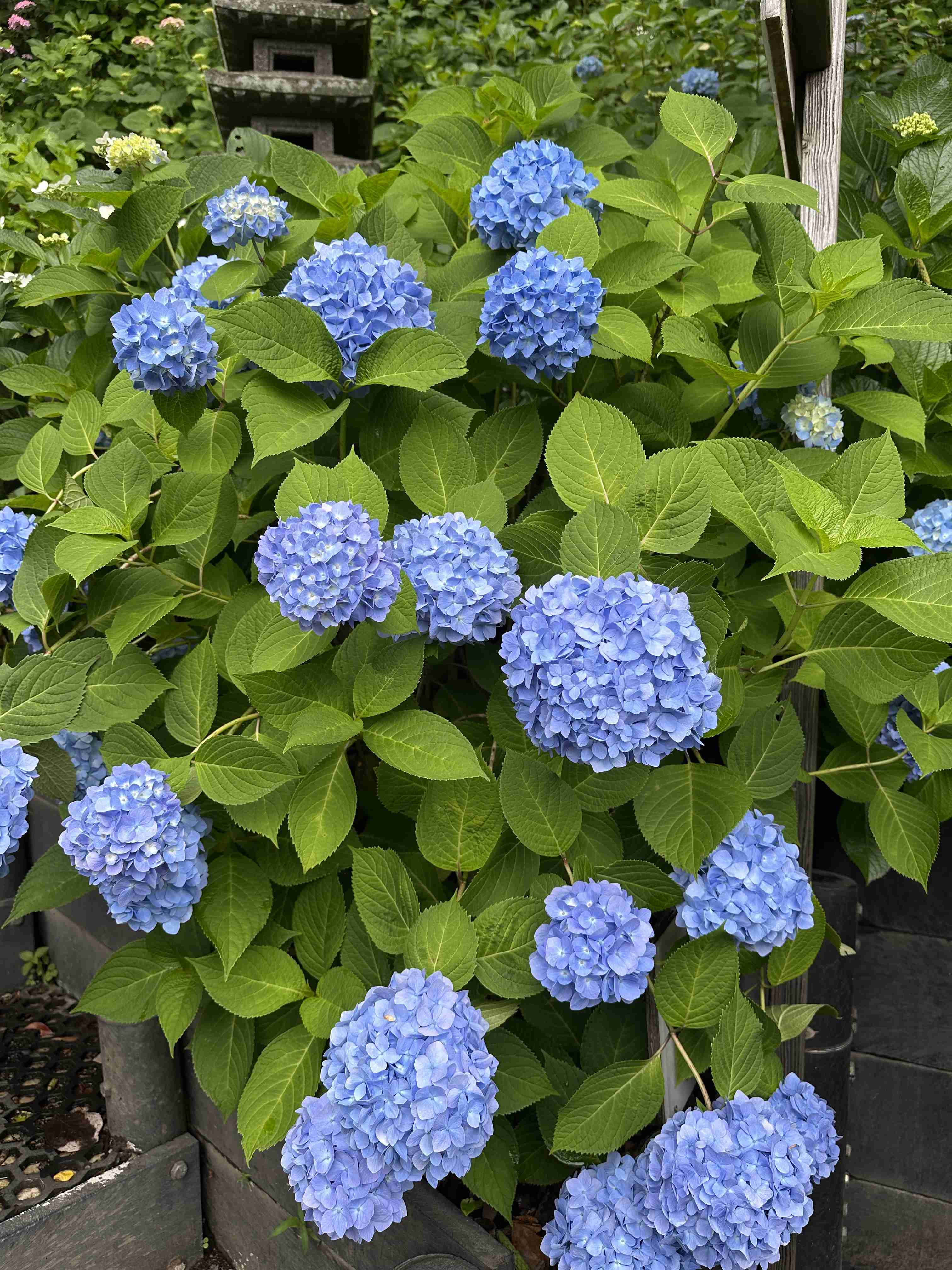紫陽花