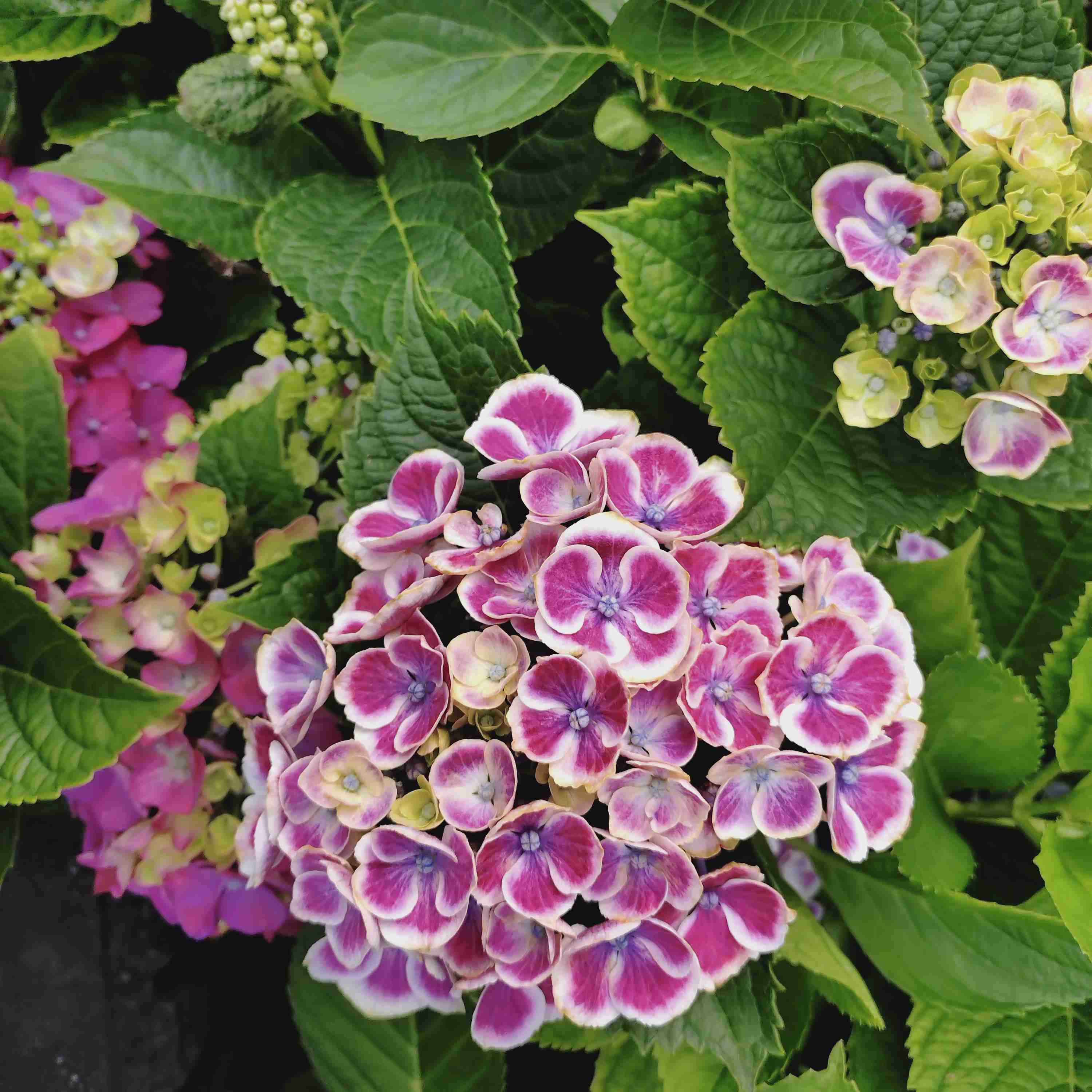 紫陽花