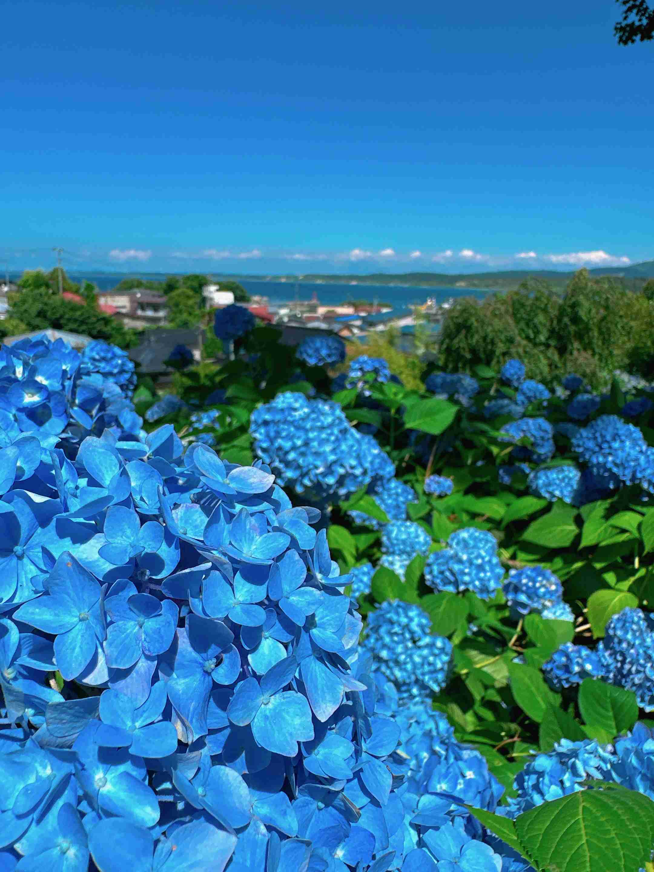 紫陽花