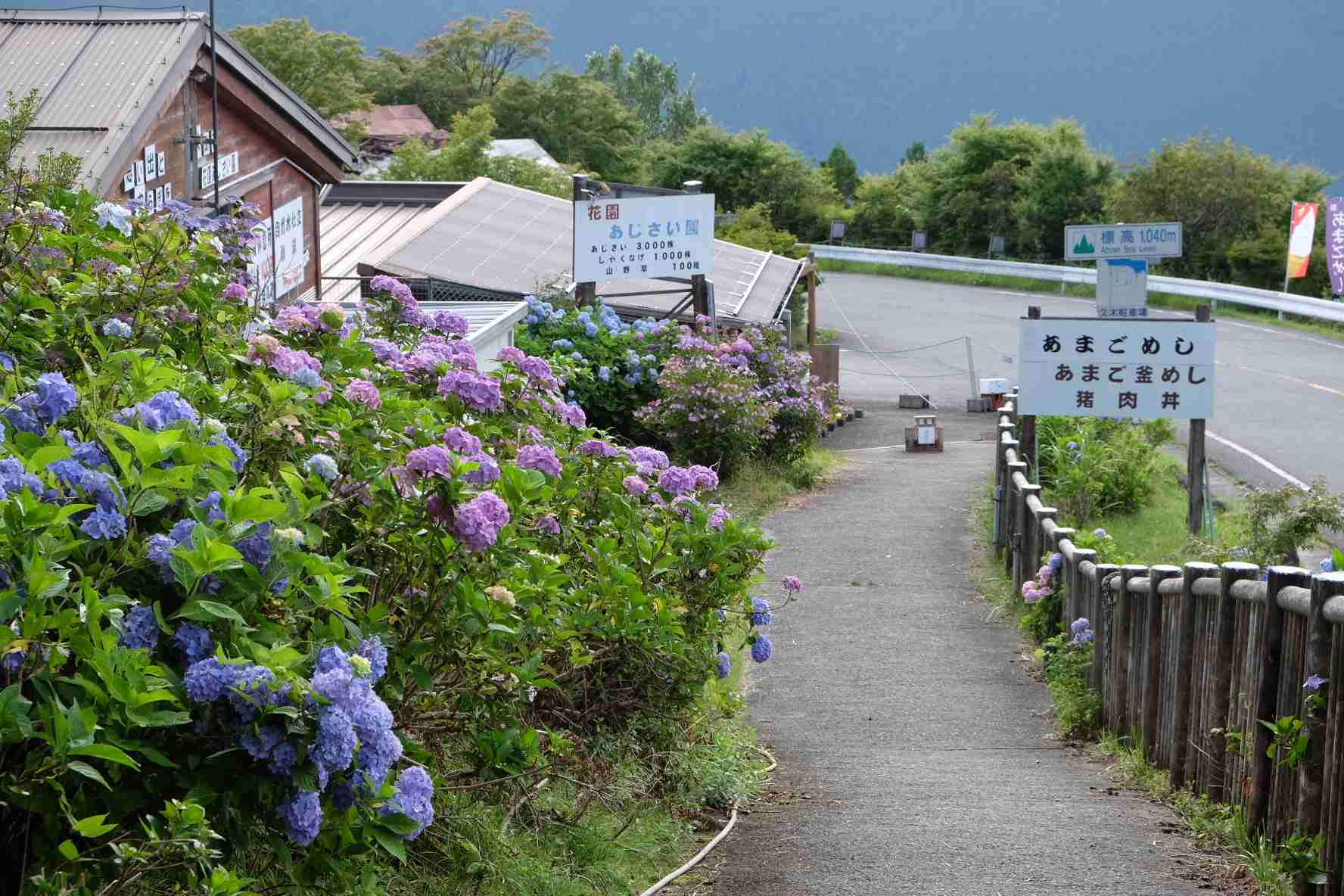 紫陽花