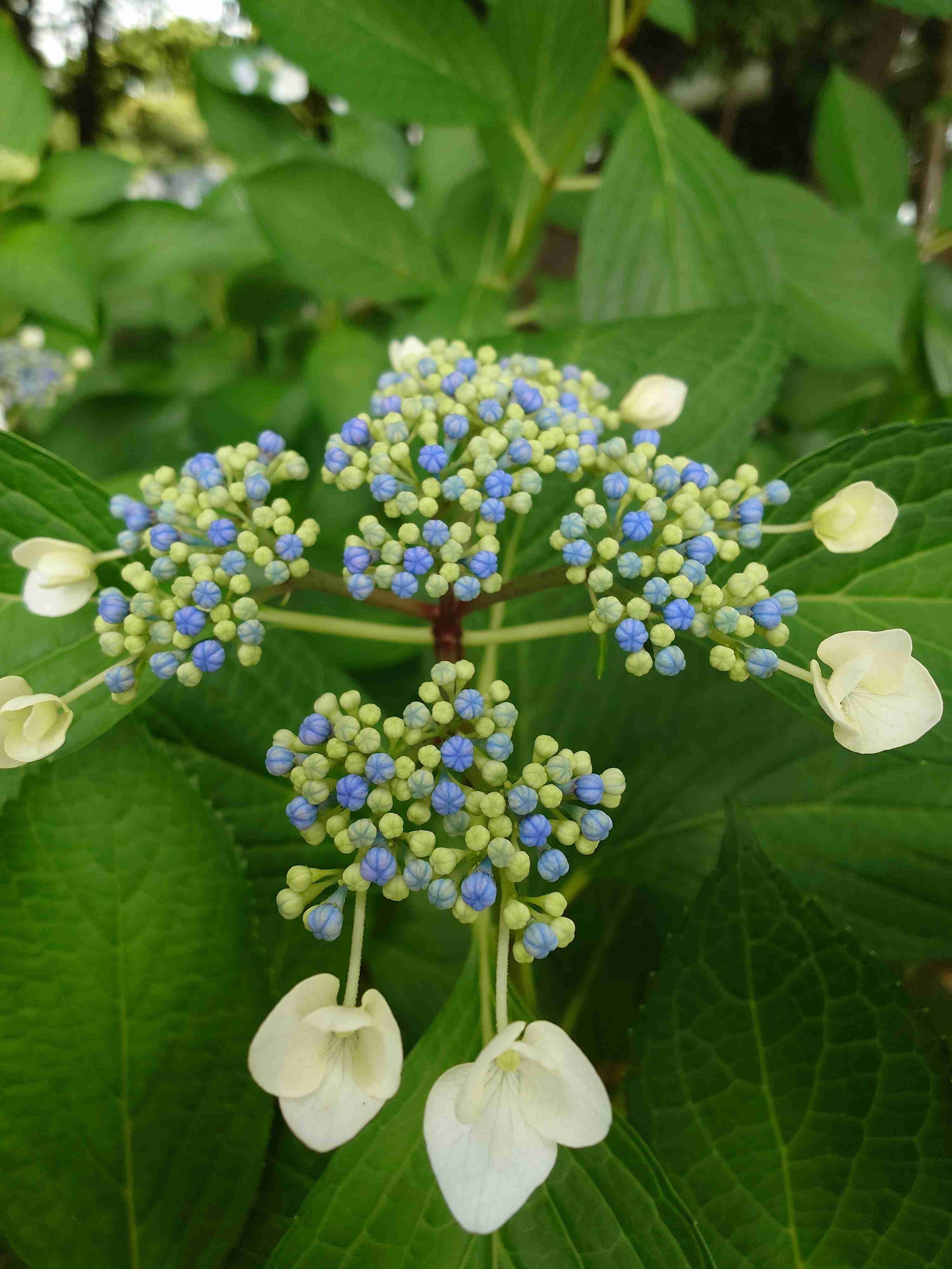 紫陽花