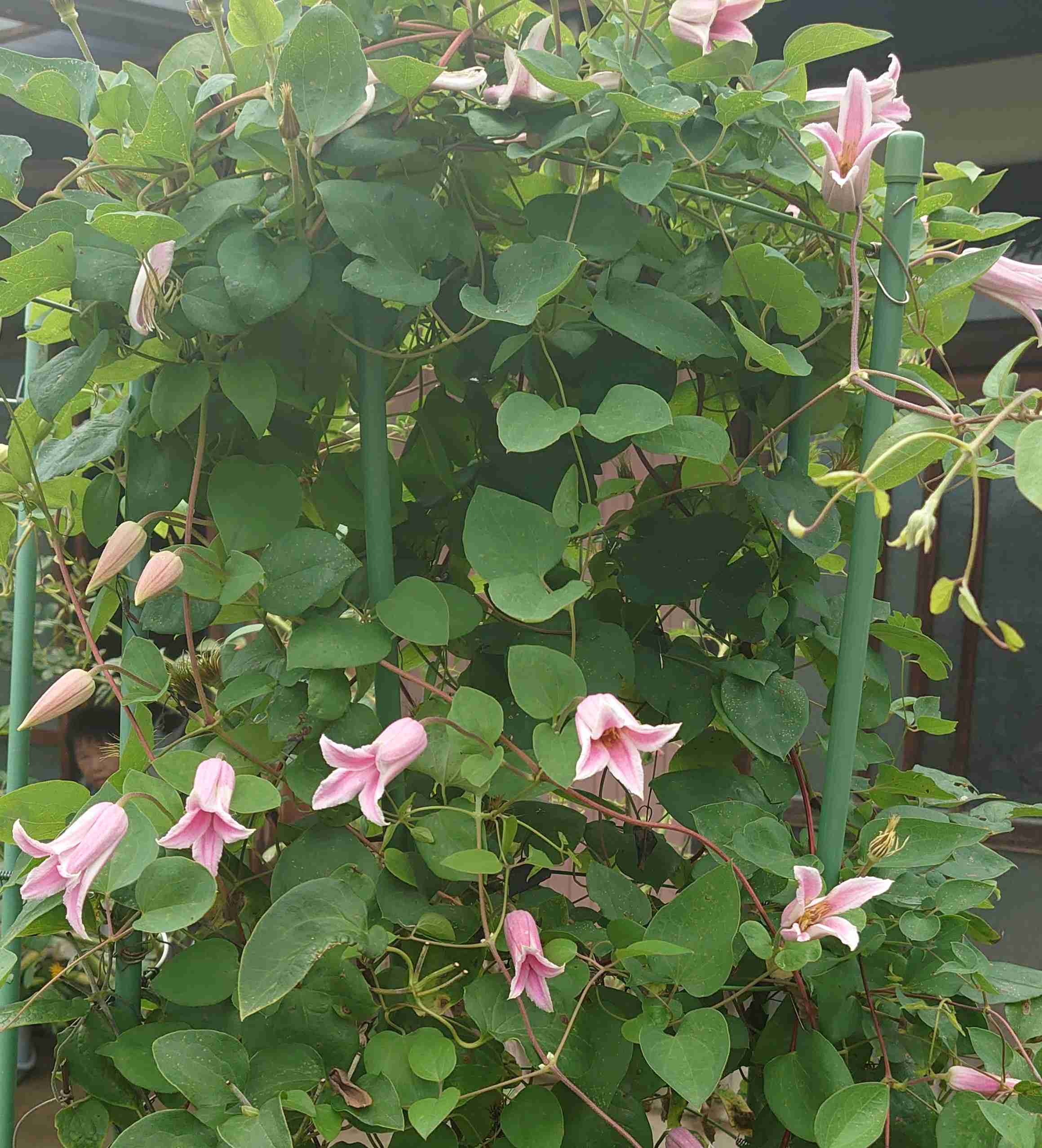 紫陽花