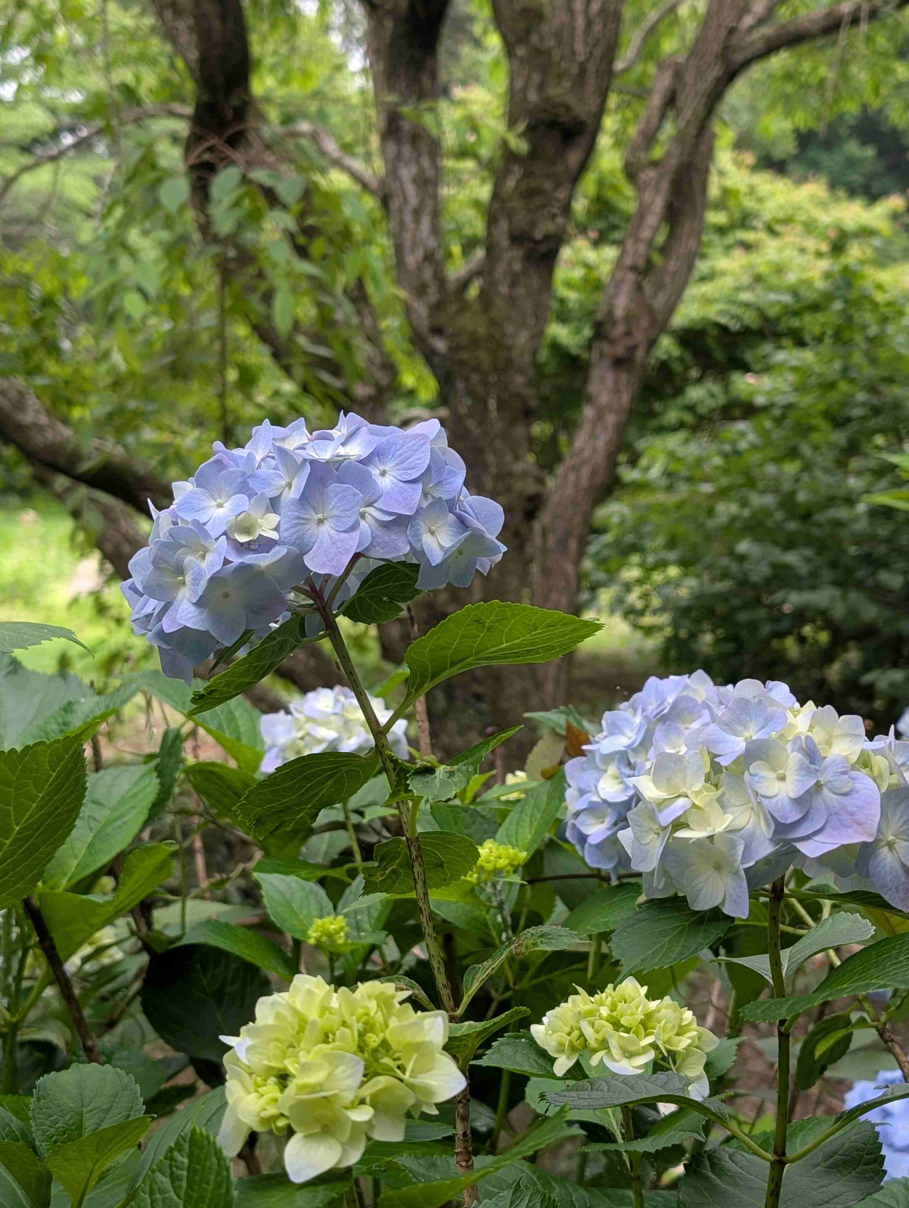 紫陽花
