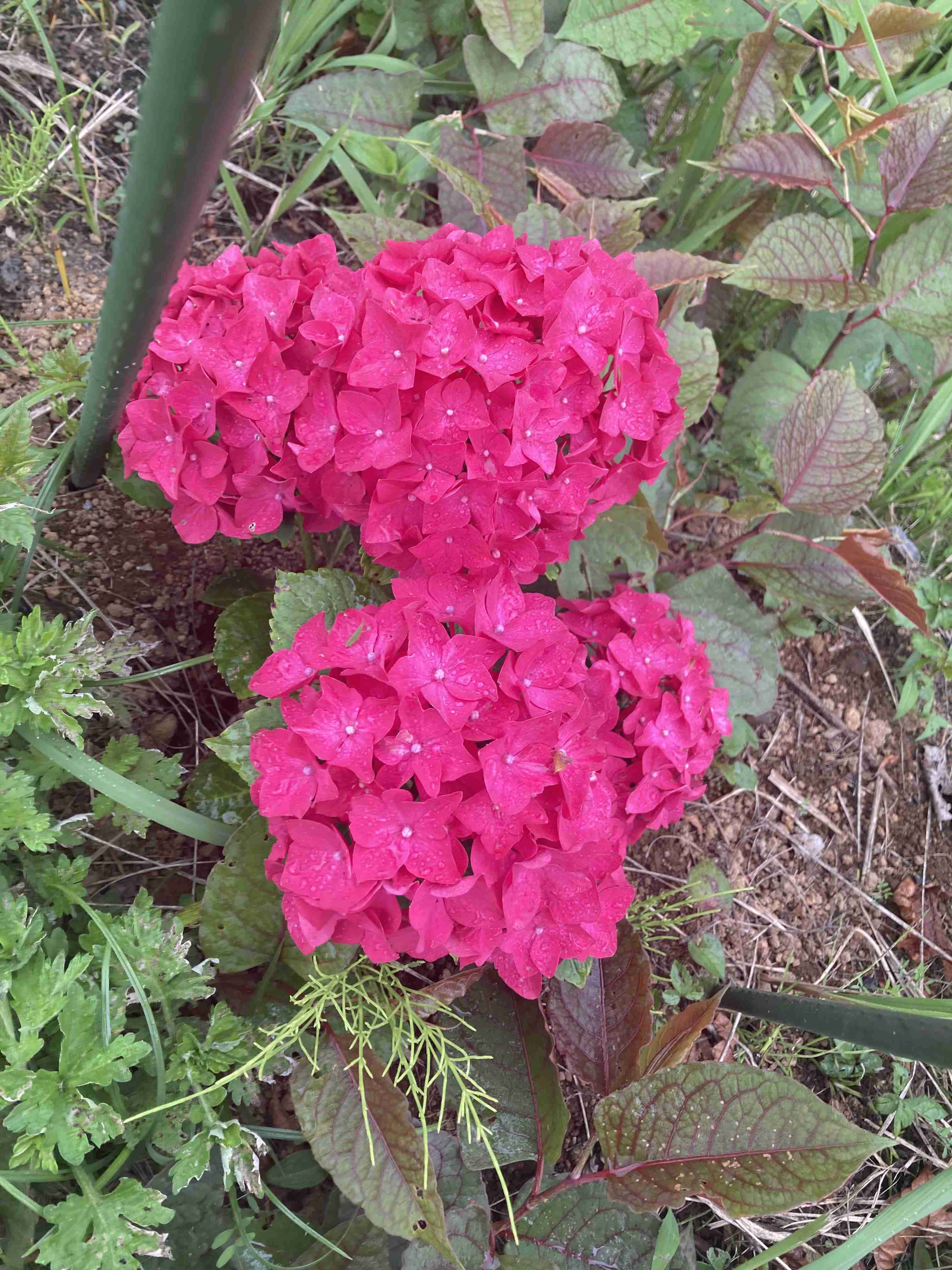 紫陽花