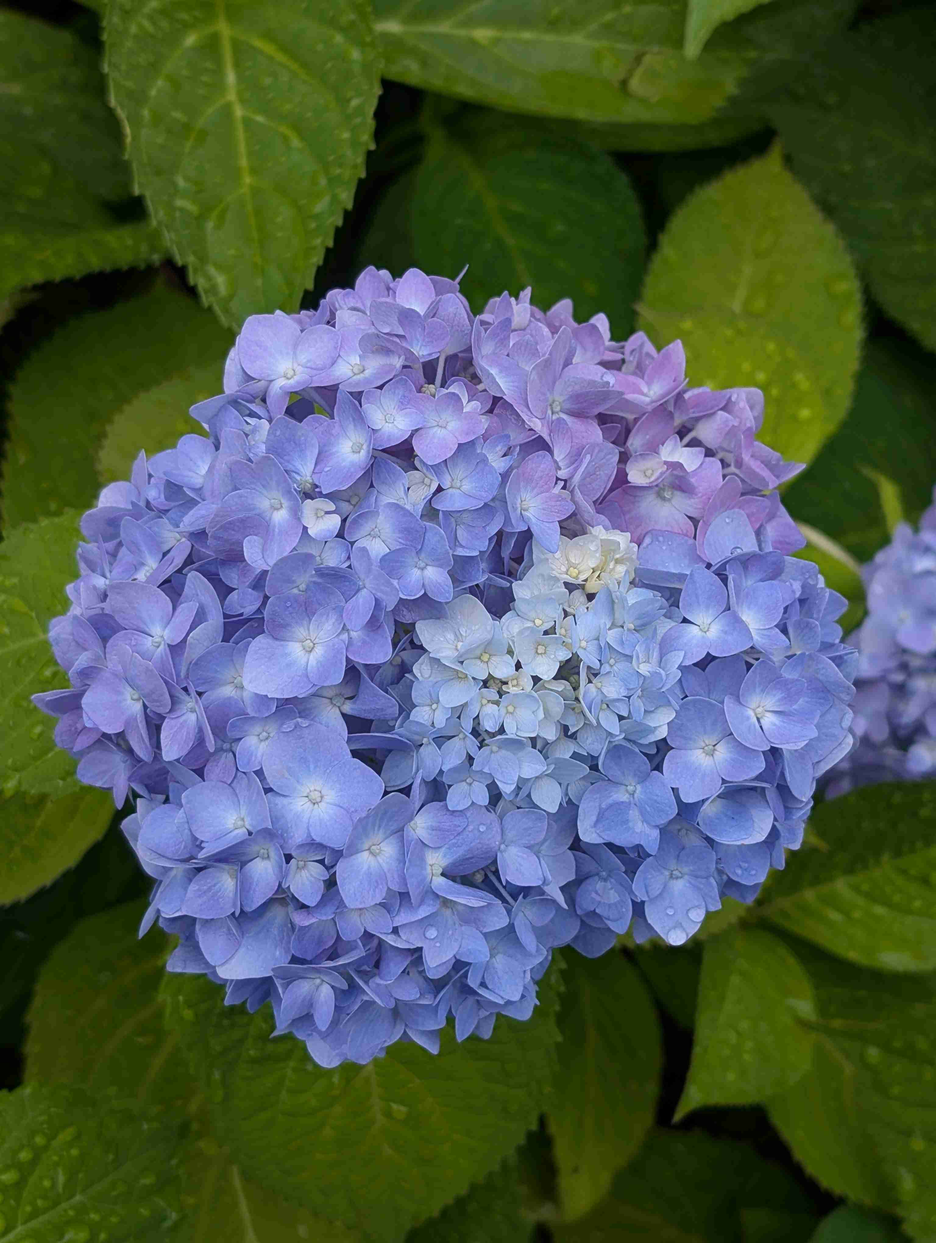 紫陽花